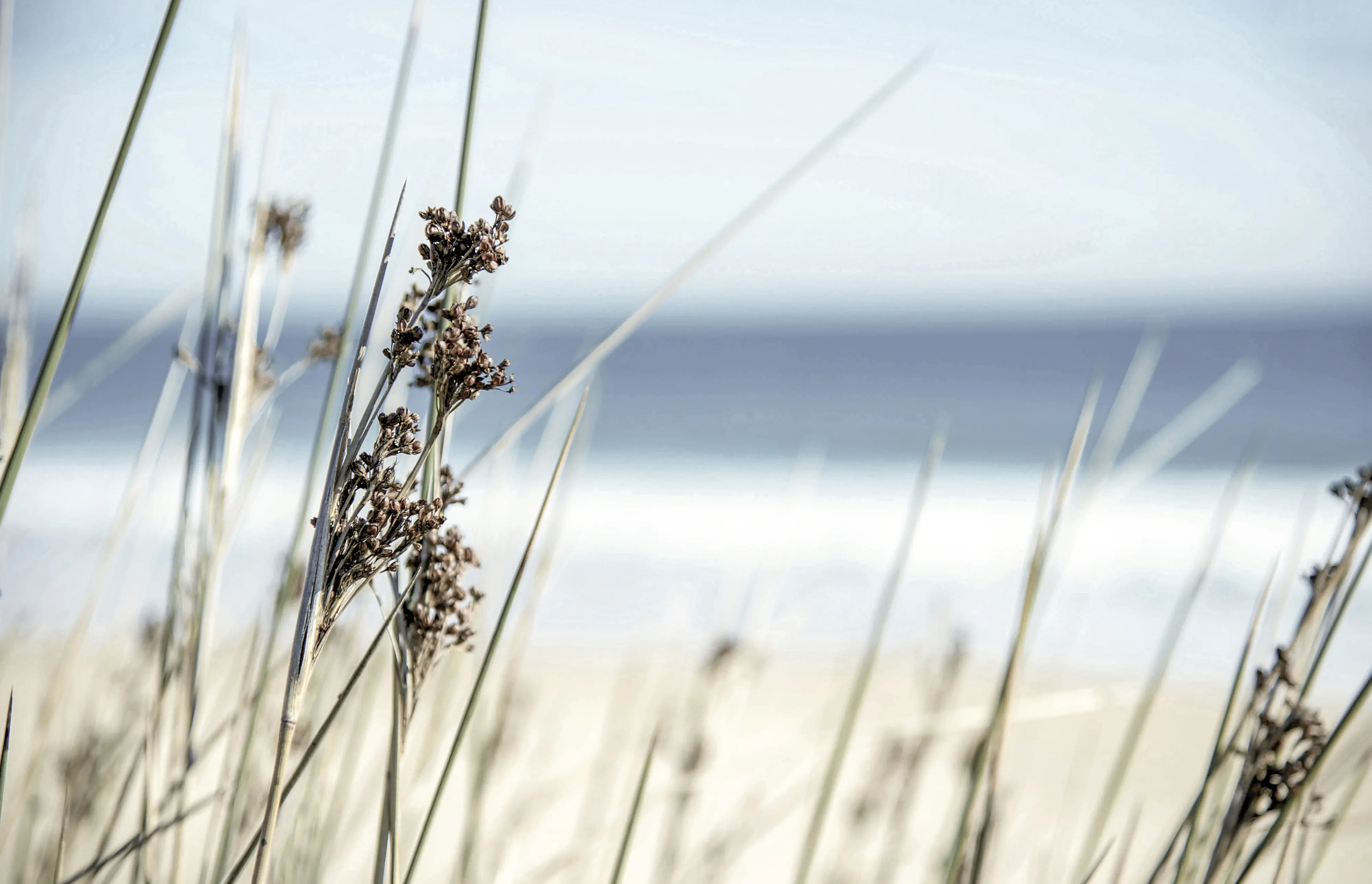 Decoblock 90x58 cm Strandblume