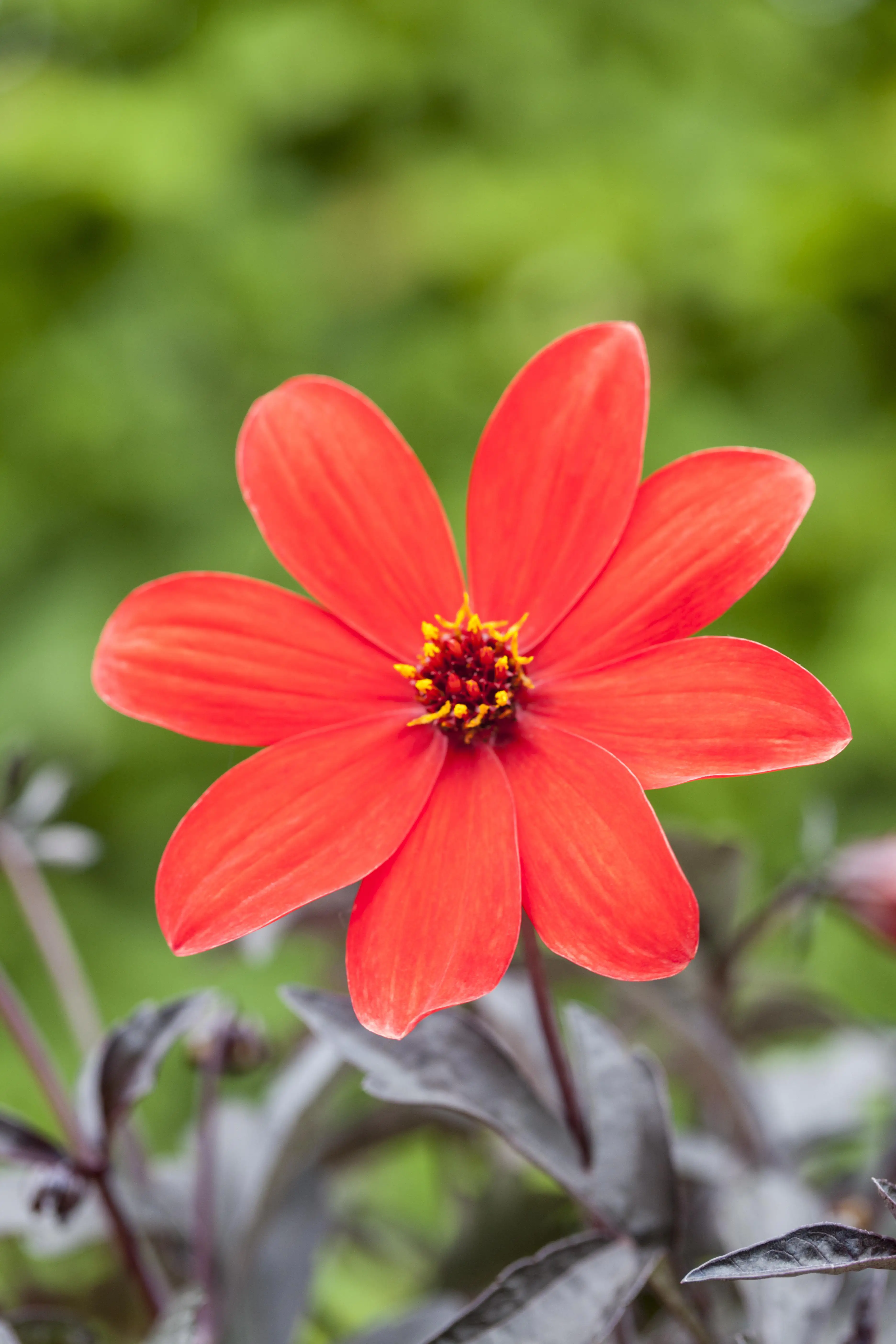 Dahlia in Sorten H ca 30 cm 23 cm Topf 