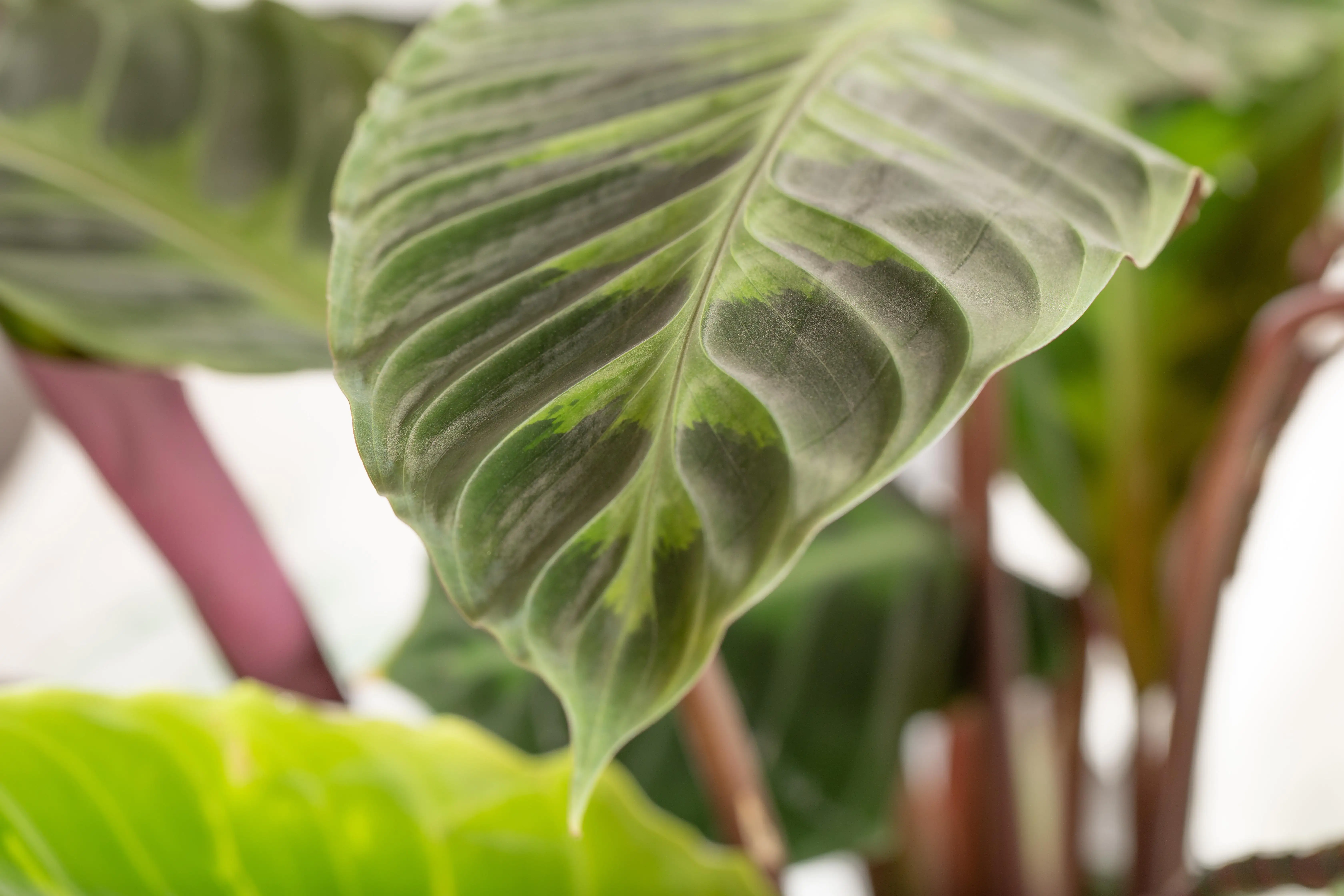Calathea Medallion Korbmarante 45 cm 14 cm Topf
