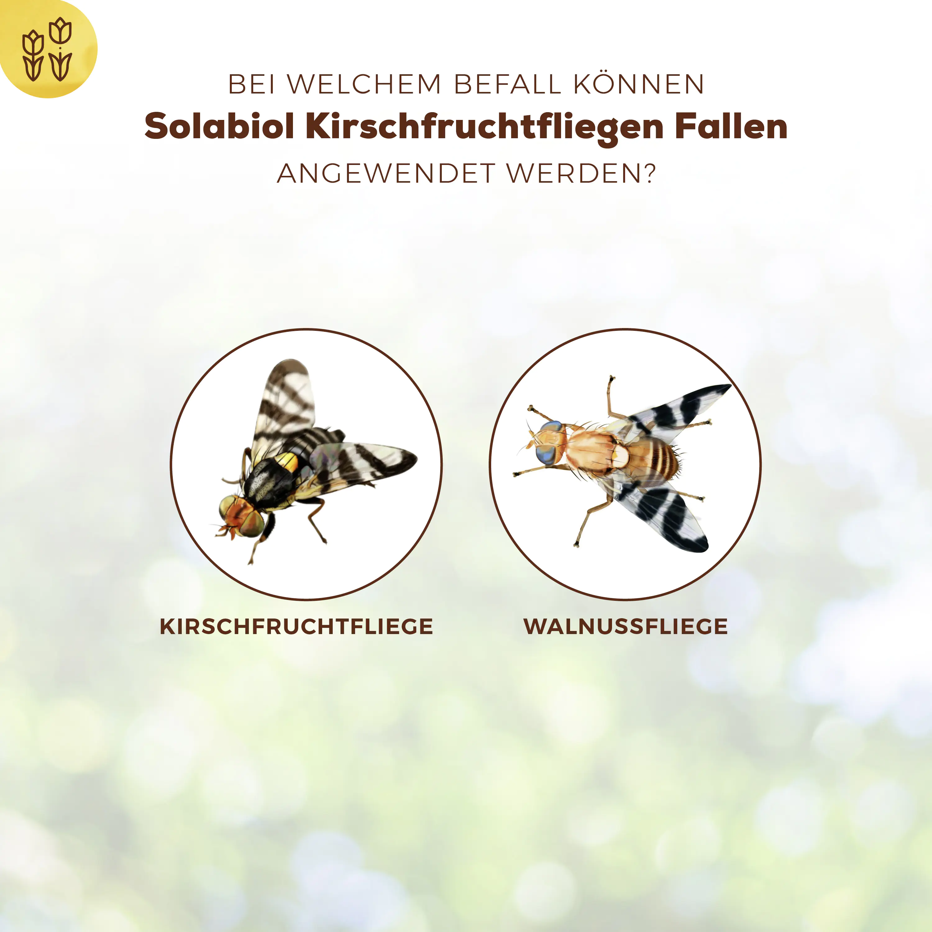 Solabiol Kirschfruchtfliegen Fallen 5 Stück