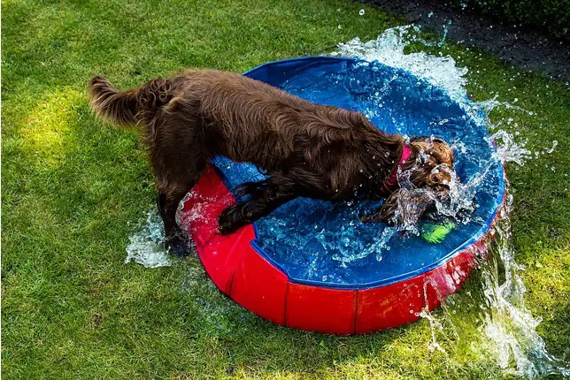 Nobby Hundepool rot