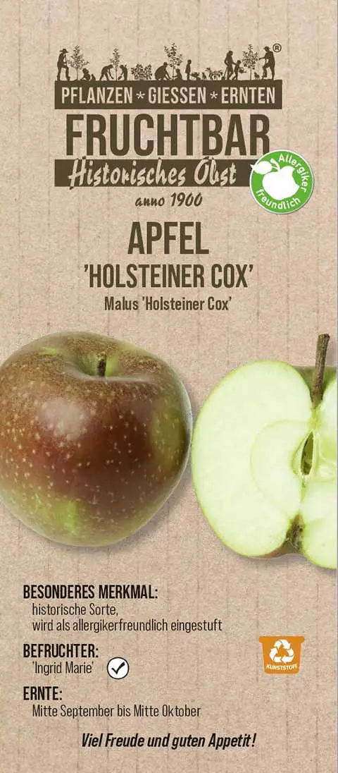 Historische Bio Obstbäume  Apfel Holsteiner Cox H 150 cm 29 cm Topf