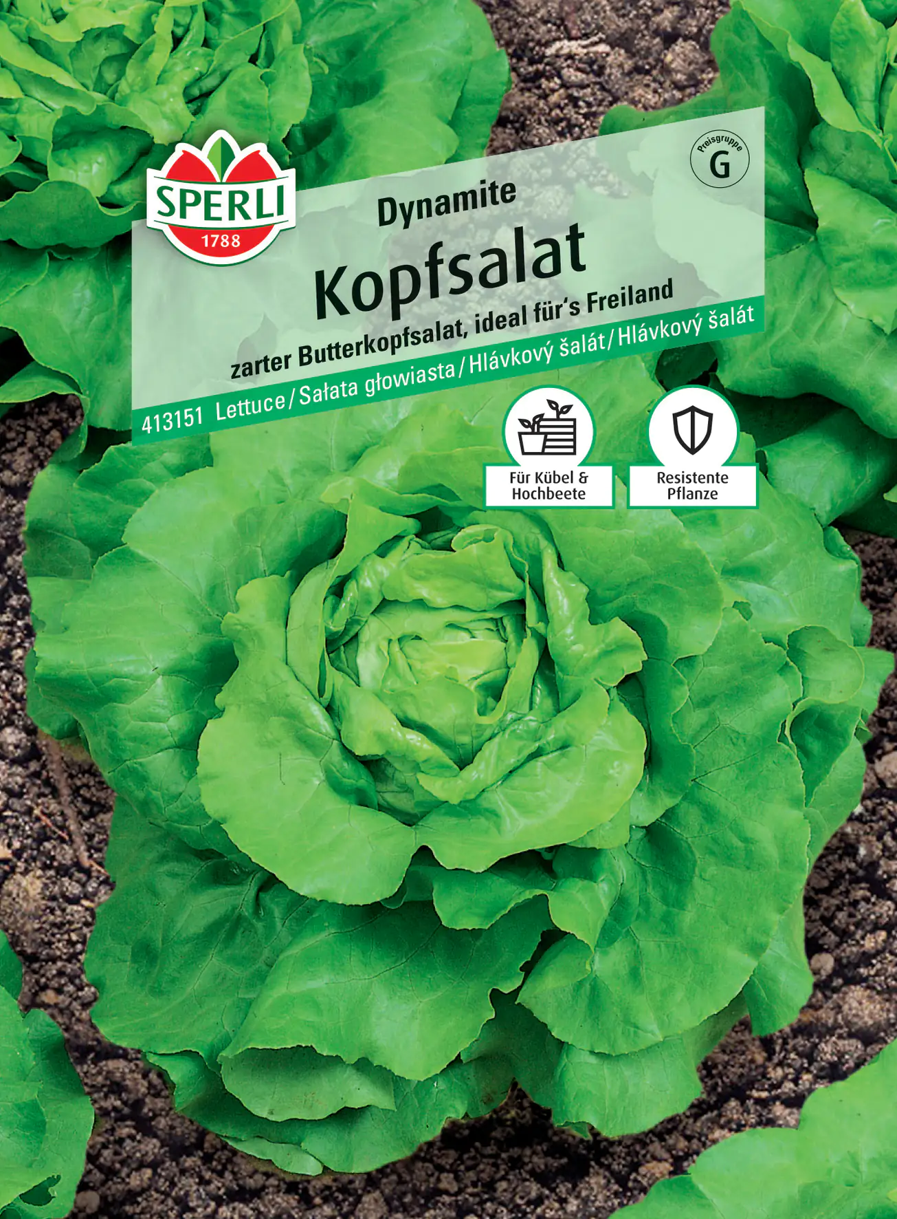 Sperli Kopfsalat Dynamite