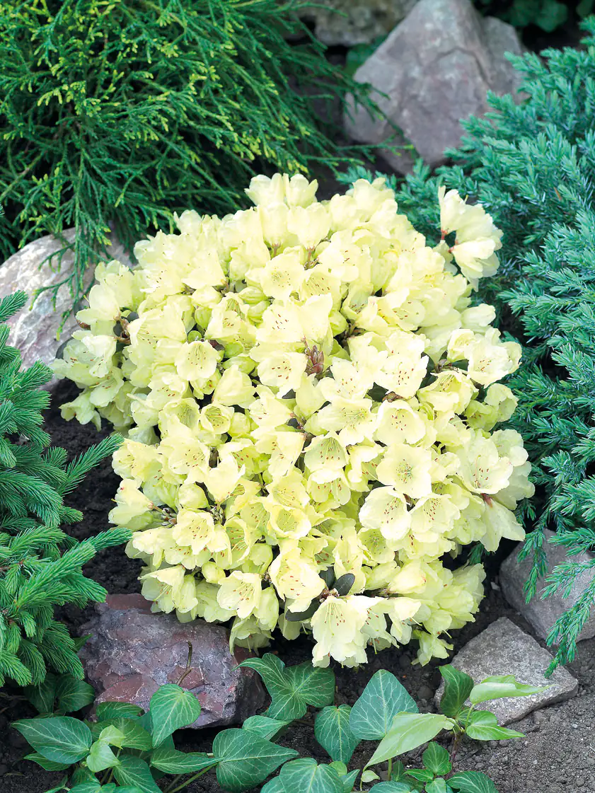 Rhododendron 'Wren' 2 L Container