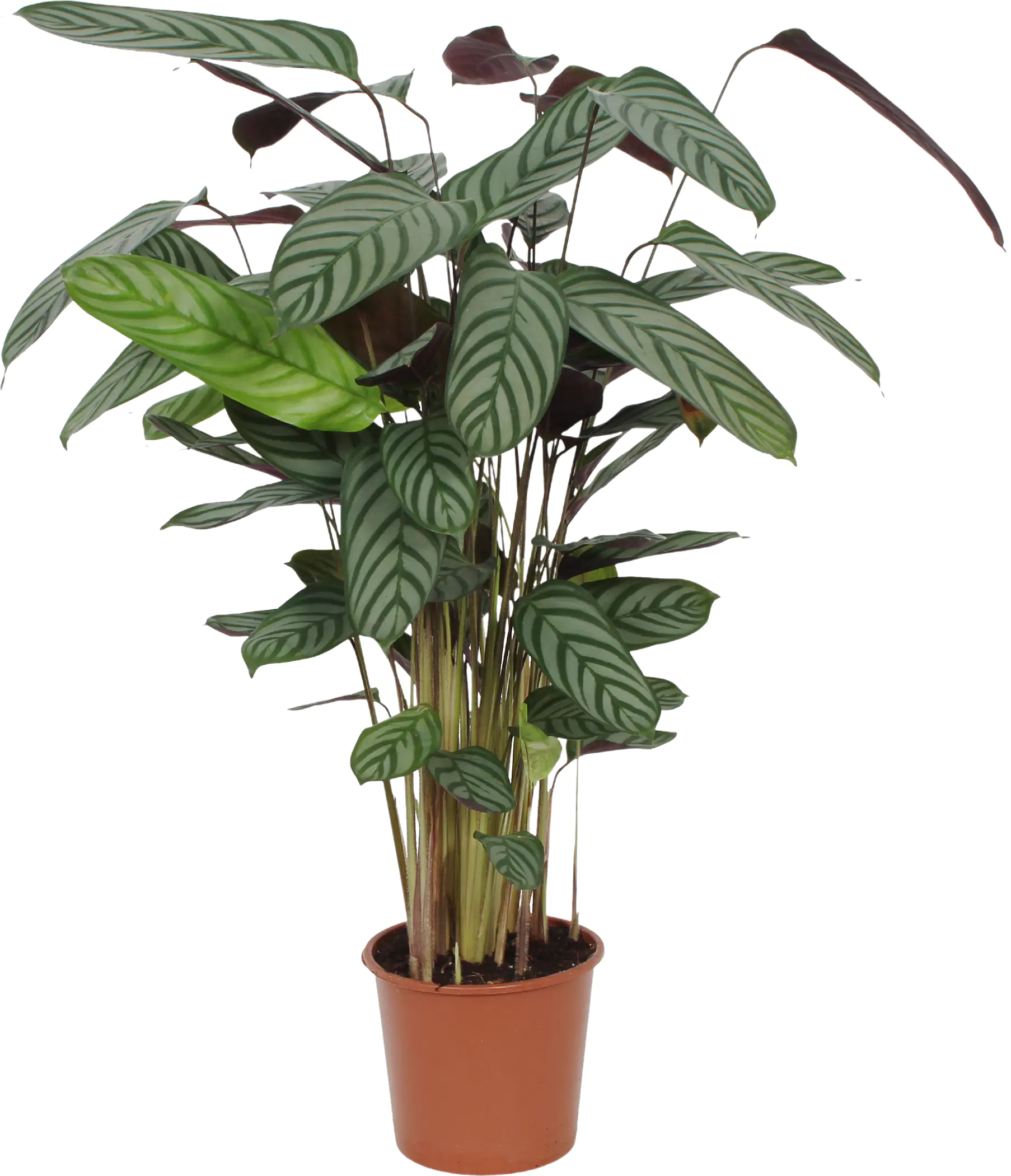 HAMIPLANT Korbmarante Calathea im 17 cm Topf