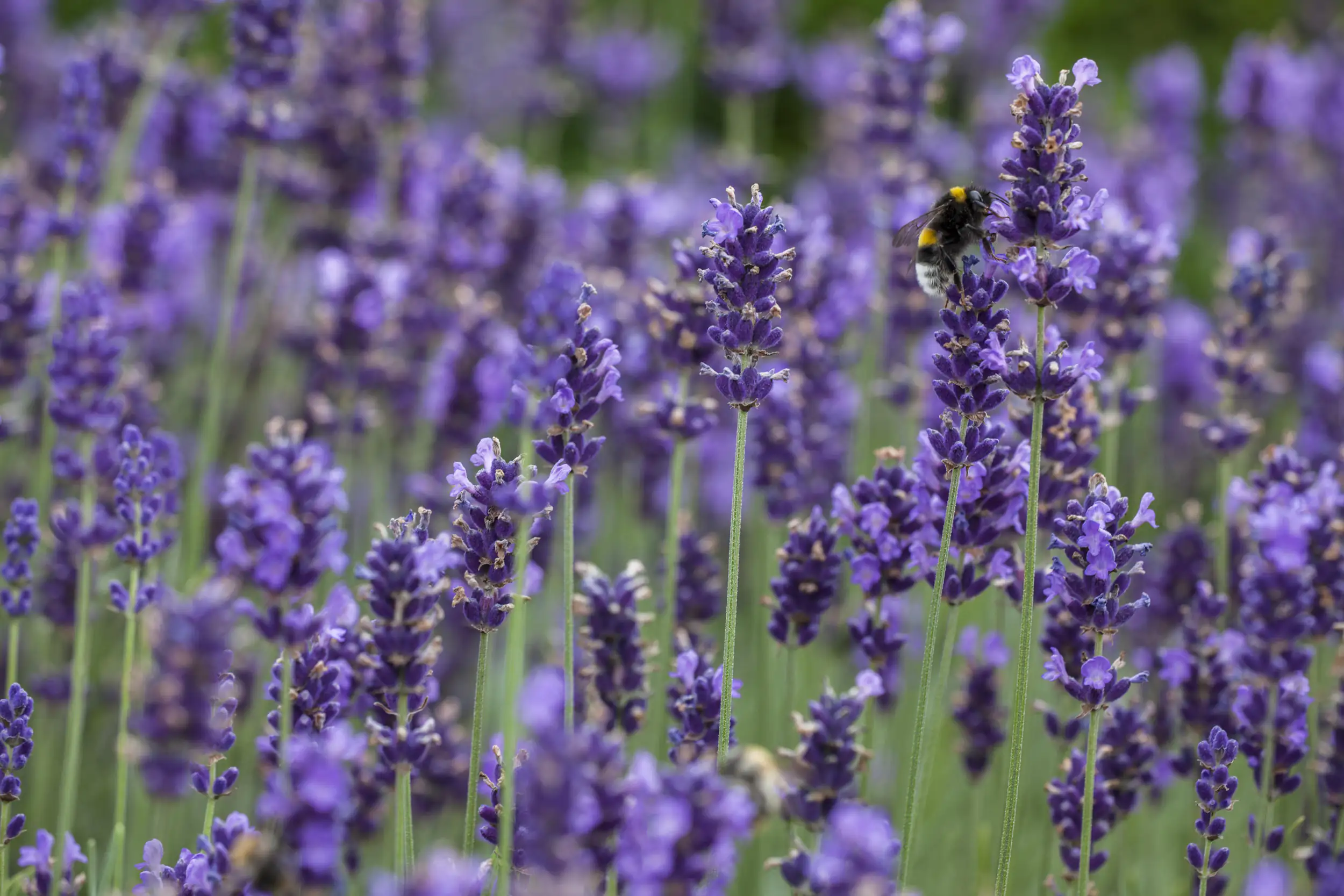 Freilandlavendel Munstead Auslese Lavandula, 5 l Container