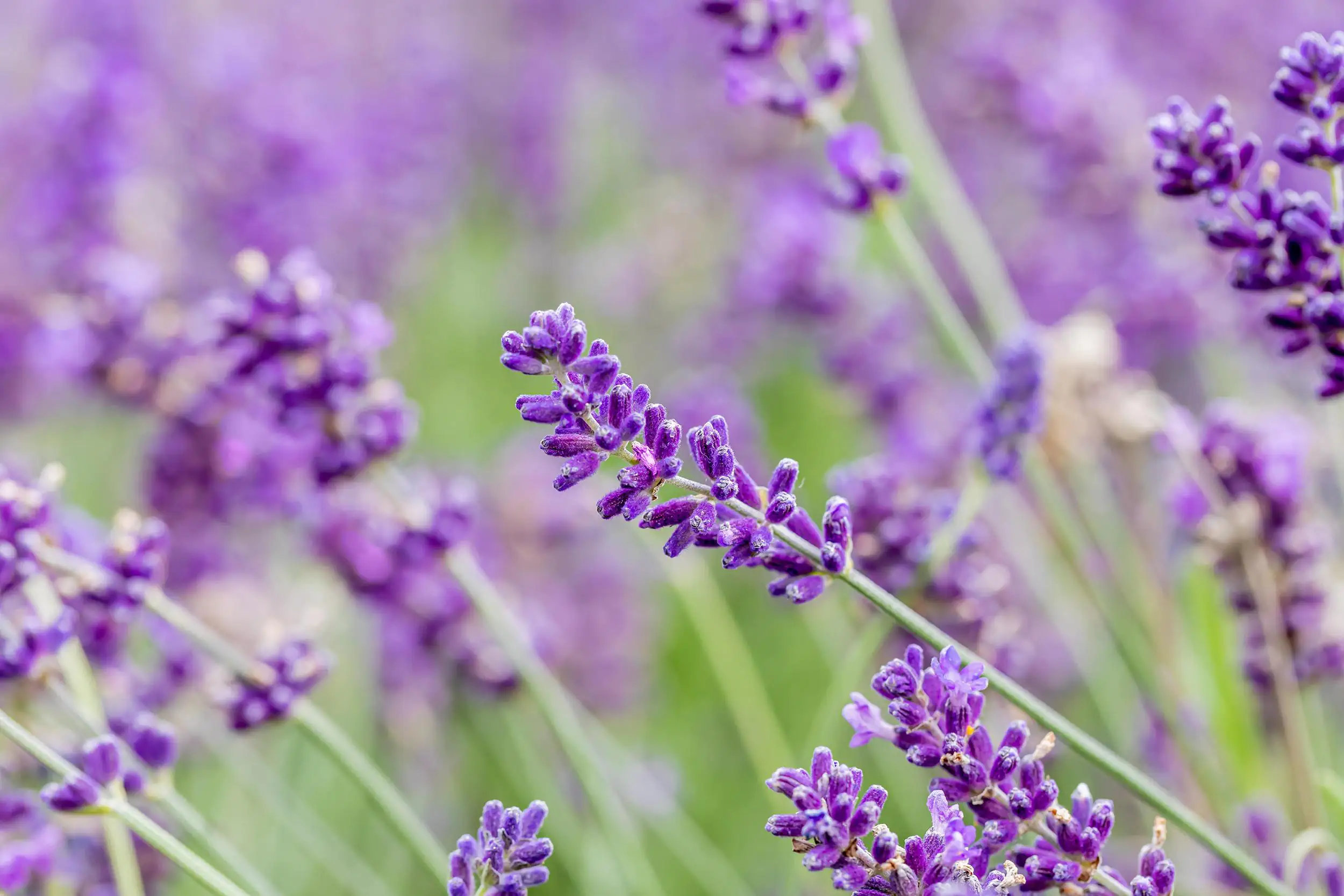 Lavendel Busch Lavandula H 25 cm 14 cm Topf