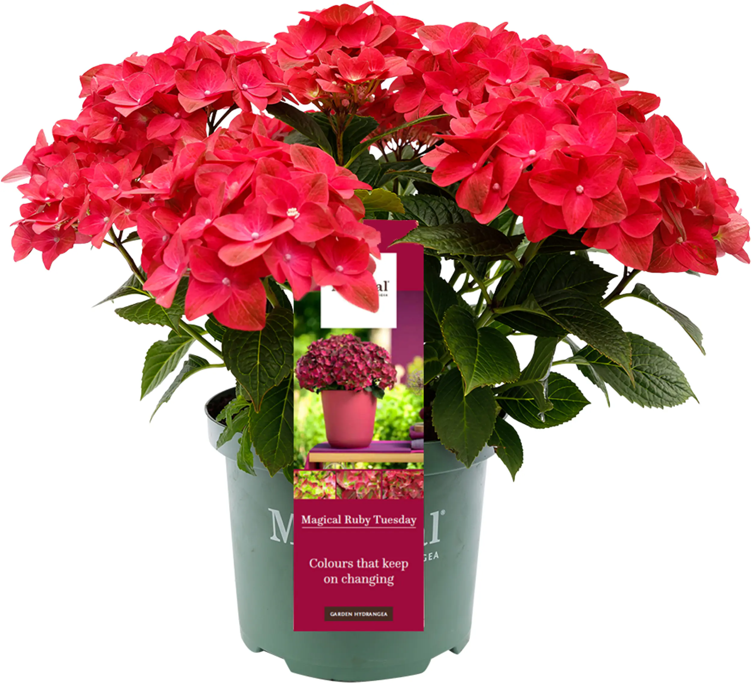 Hydrangea mac. Hortensie Magical 19 cm Topf