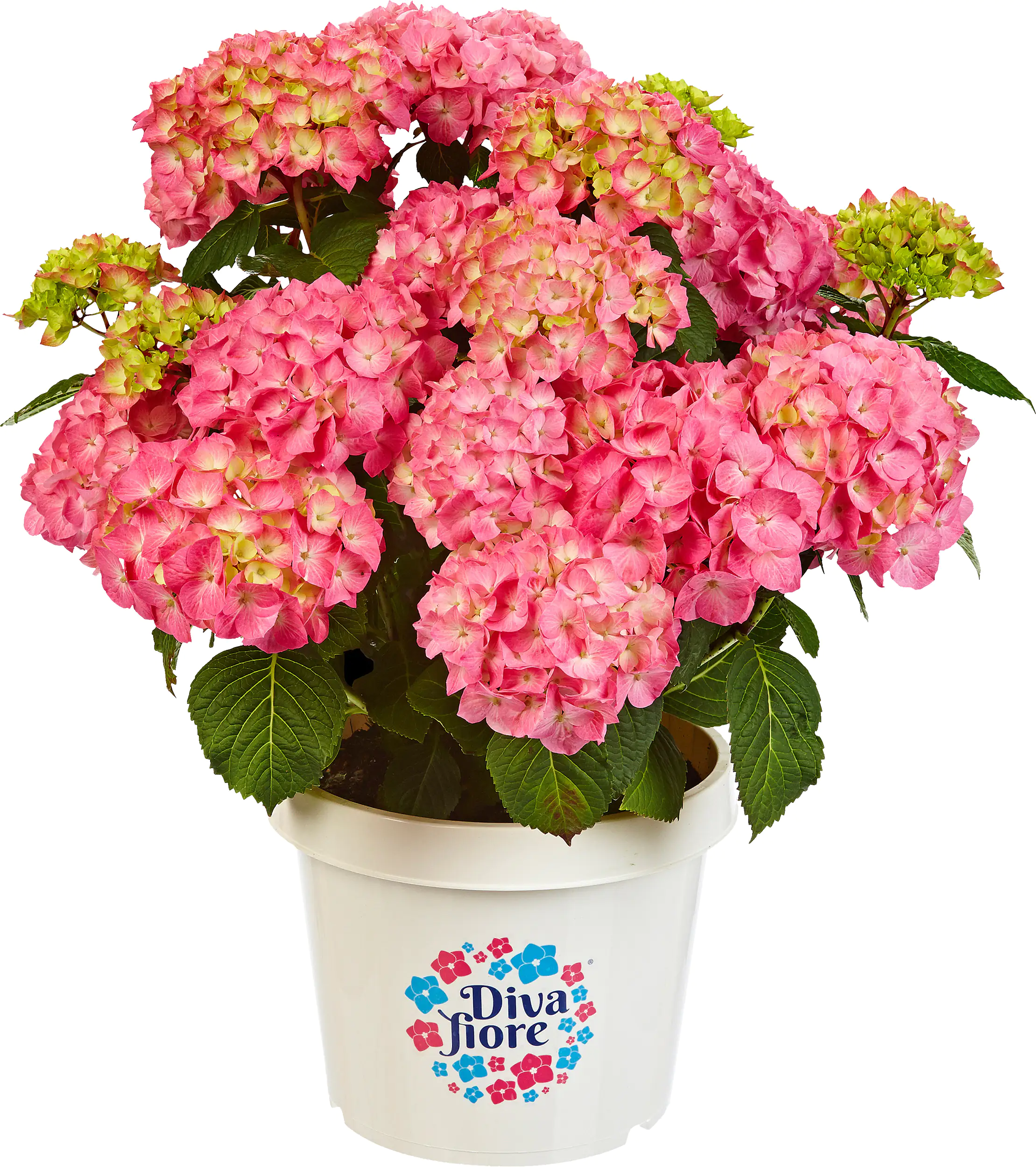 Gartenhortensie Hydrangea mac. Diva Fiore H ca. 30 cm 23 cm Topf