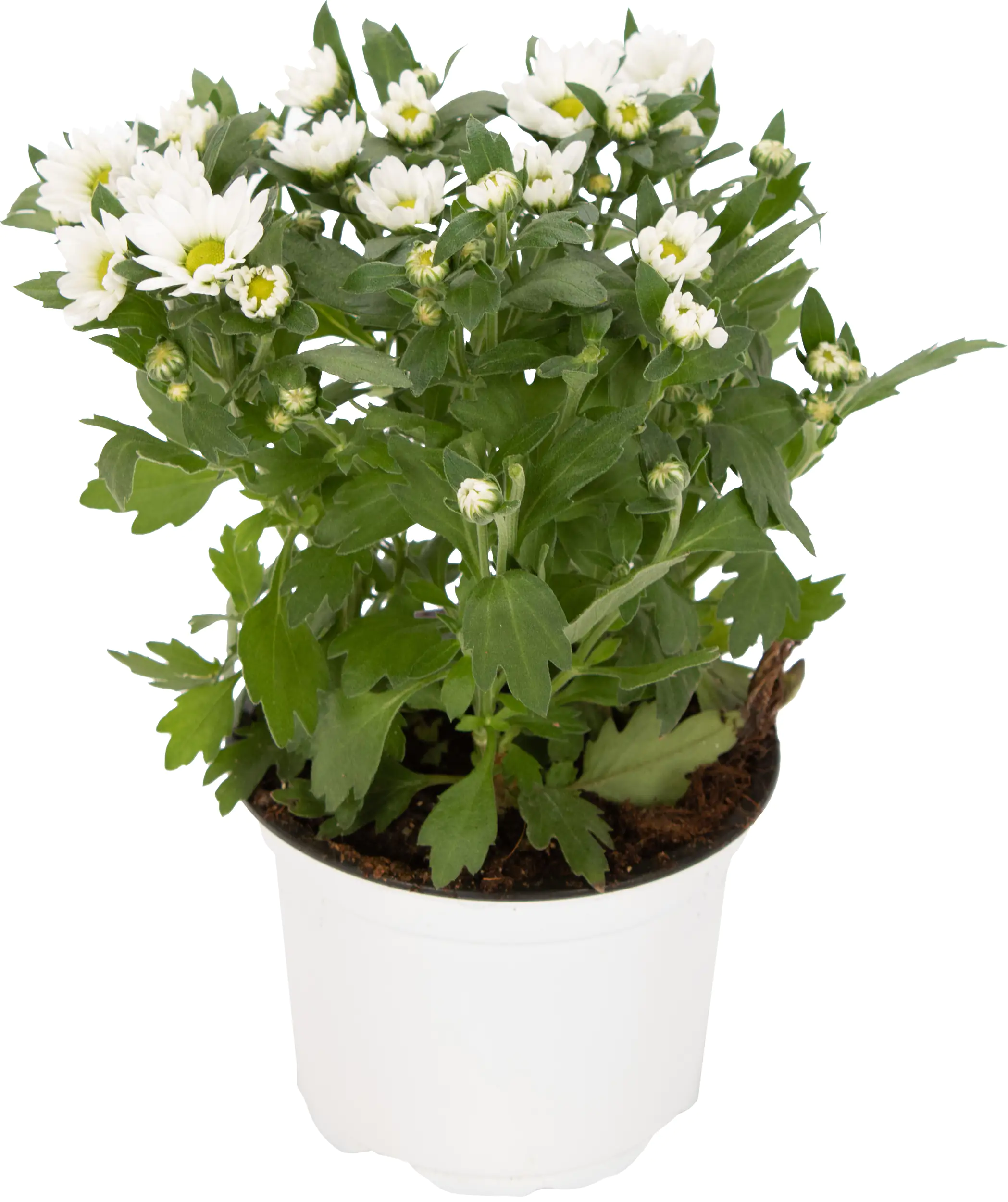 Chrysantheme Swifty H ca 20 cm 10,5 cm Topf