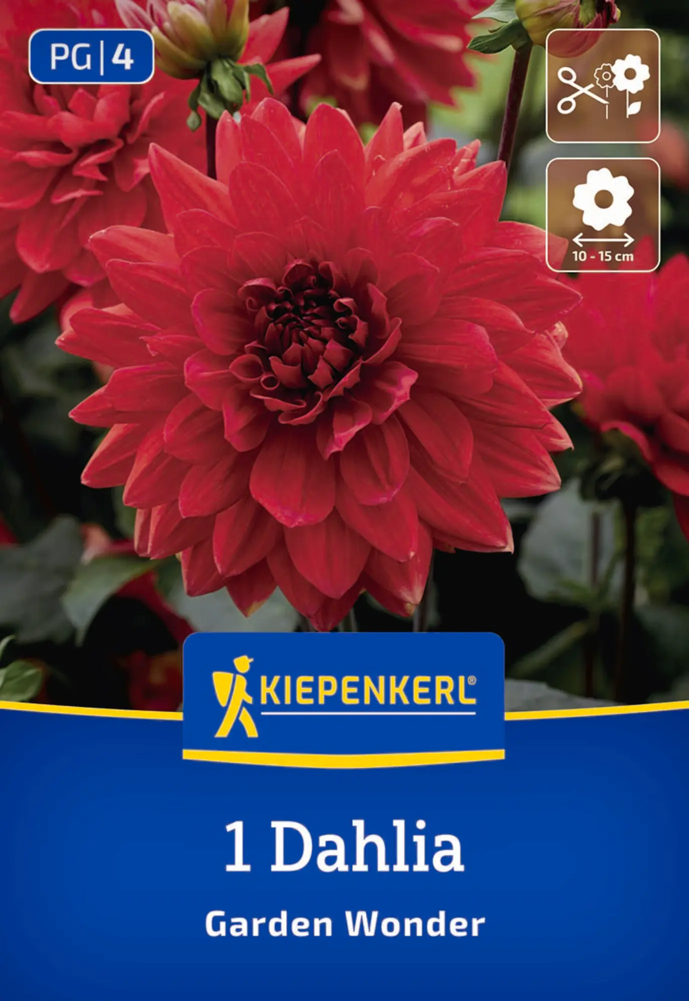 Kiepenkerl Frühjahrsblumenzwiebel Dekorative Dahlie Garden Wonder1 Stück