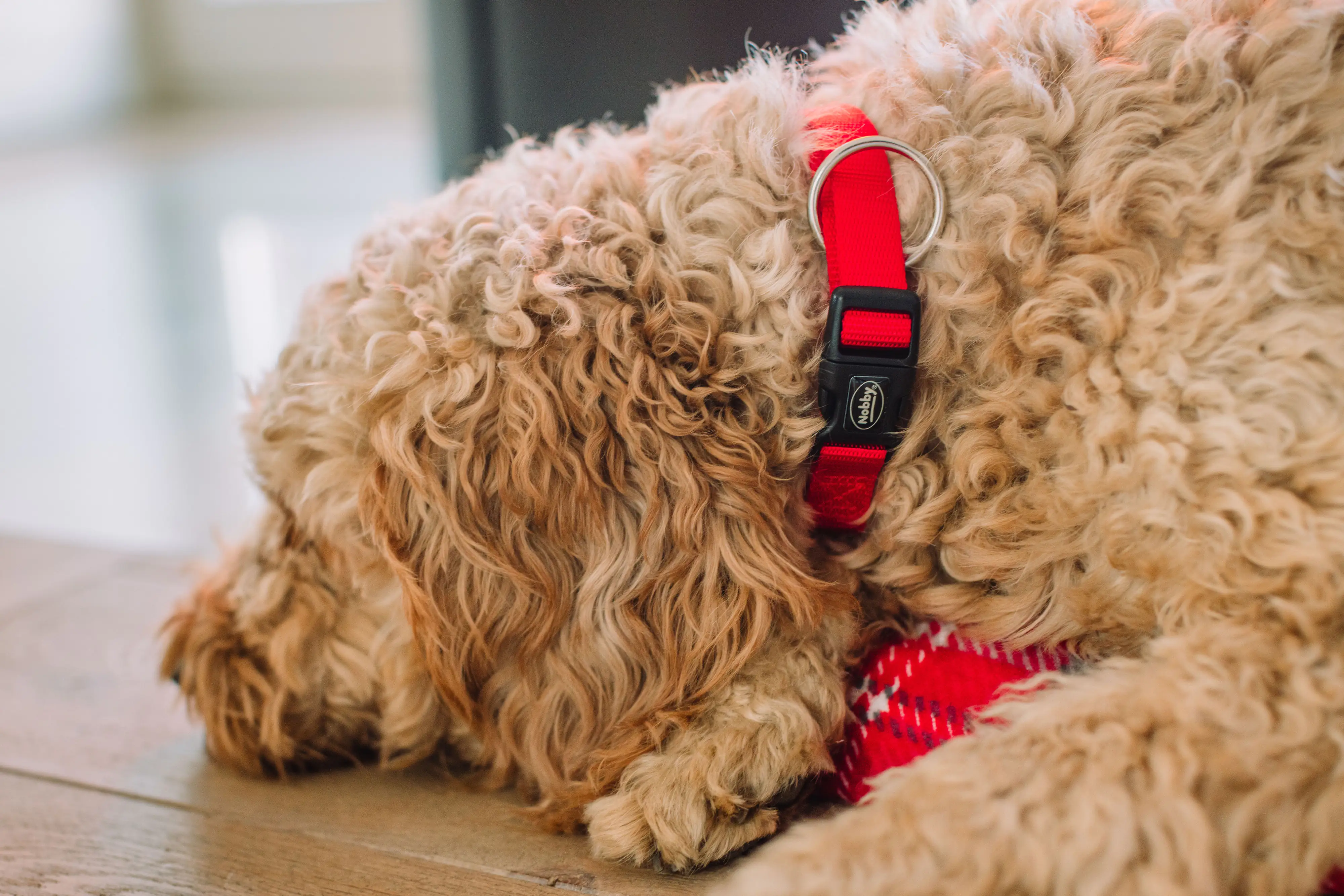 Nobby Hundehalsband Classic S-M rot