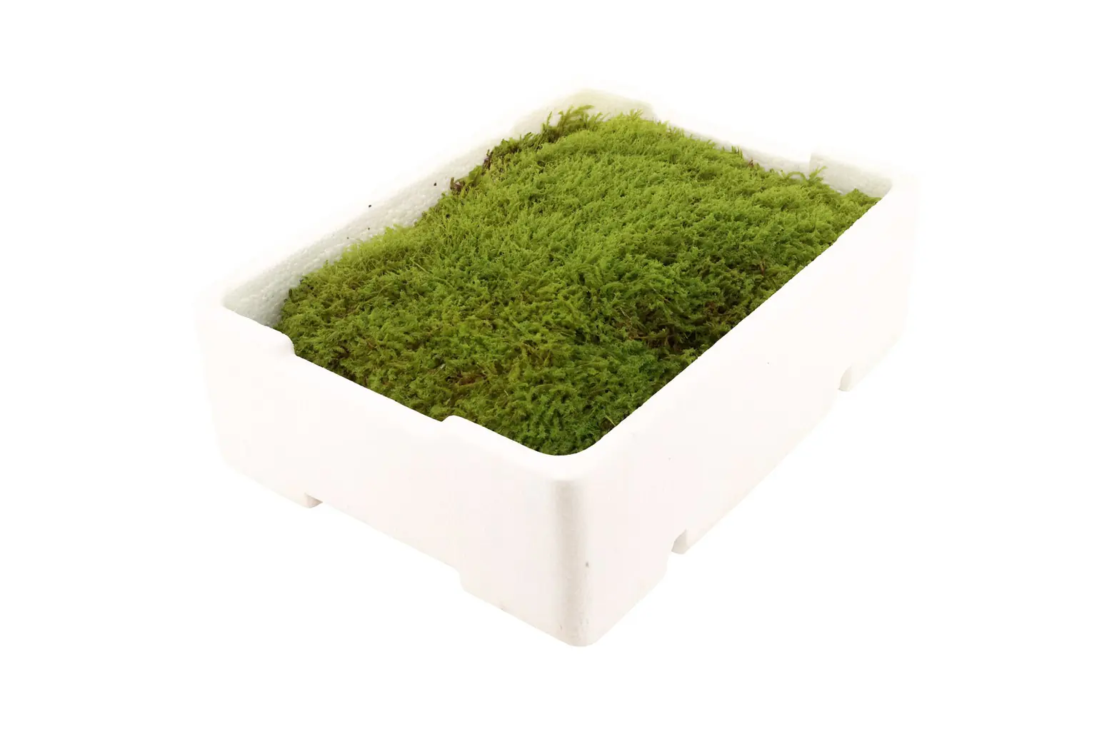 Lebendes Plattmoos für Dekorationen, Kränze und Terrarien