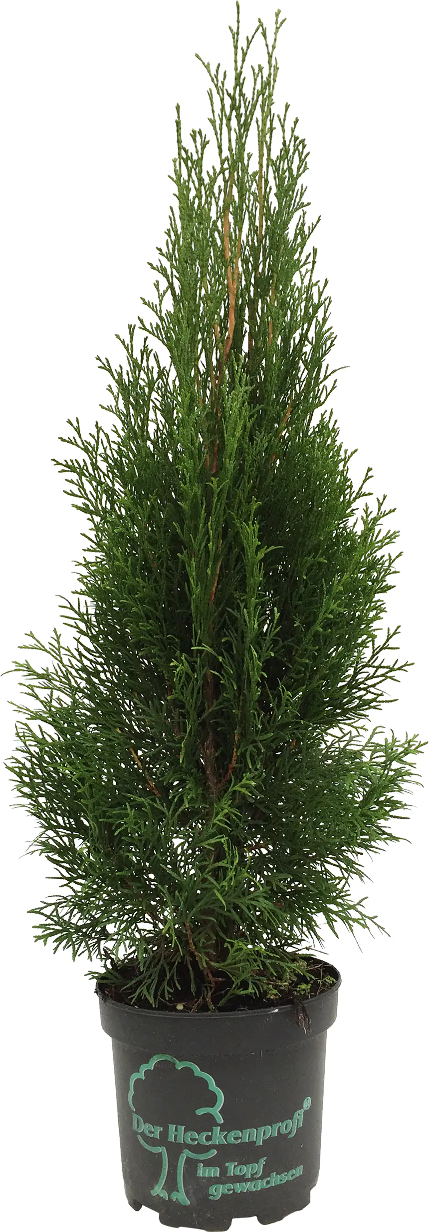 Topfgewachsene Heckenkoniferen Lebensbaum Smaragd Thuja occidentalis H 40 - 60 cm 2 L Container