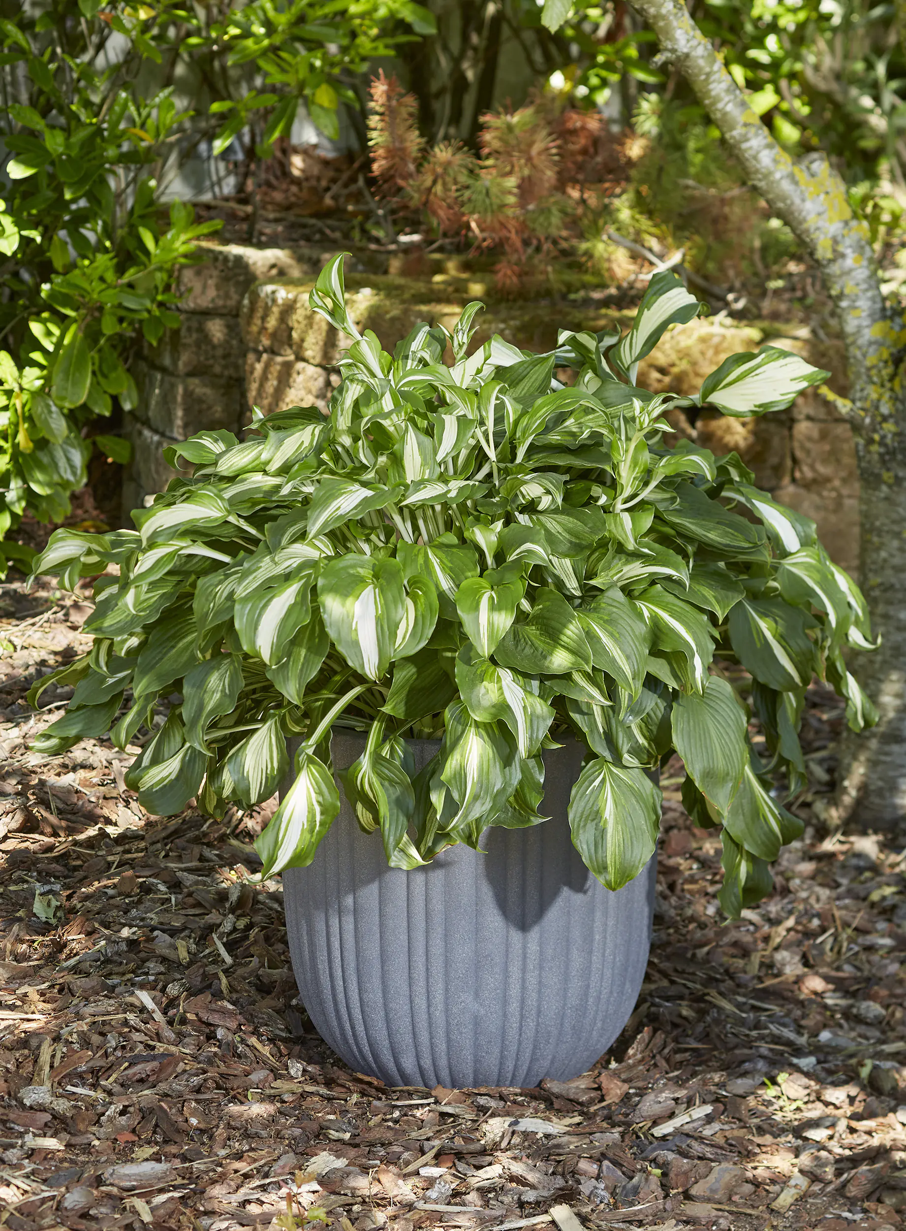 Hosta in Sorten Funkien in Sorten 30 cm 5 L Container