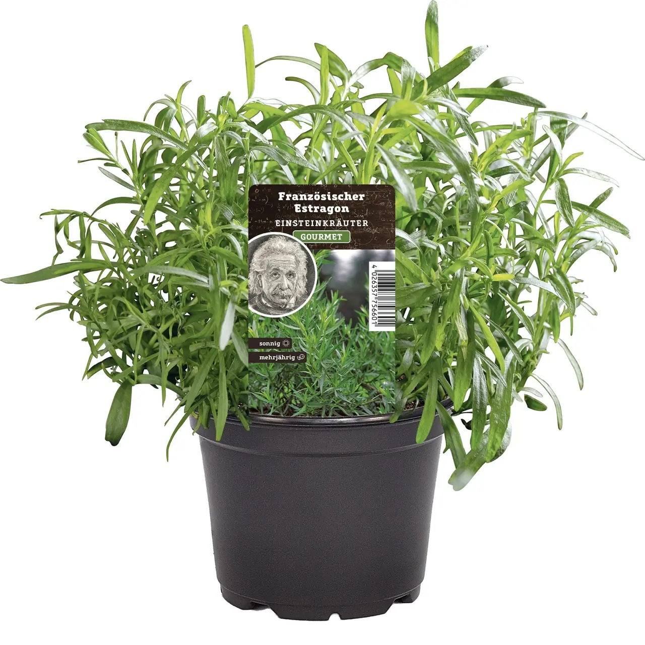 Einsteinkräuter Estragon 12 cm Topf