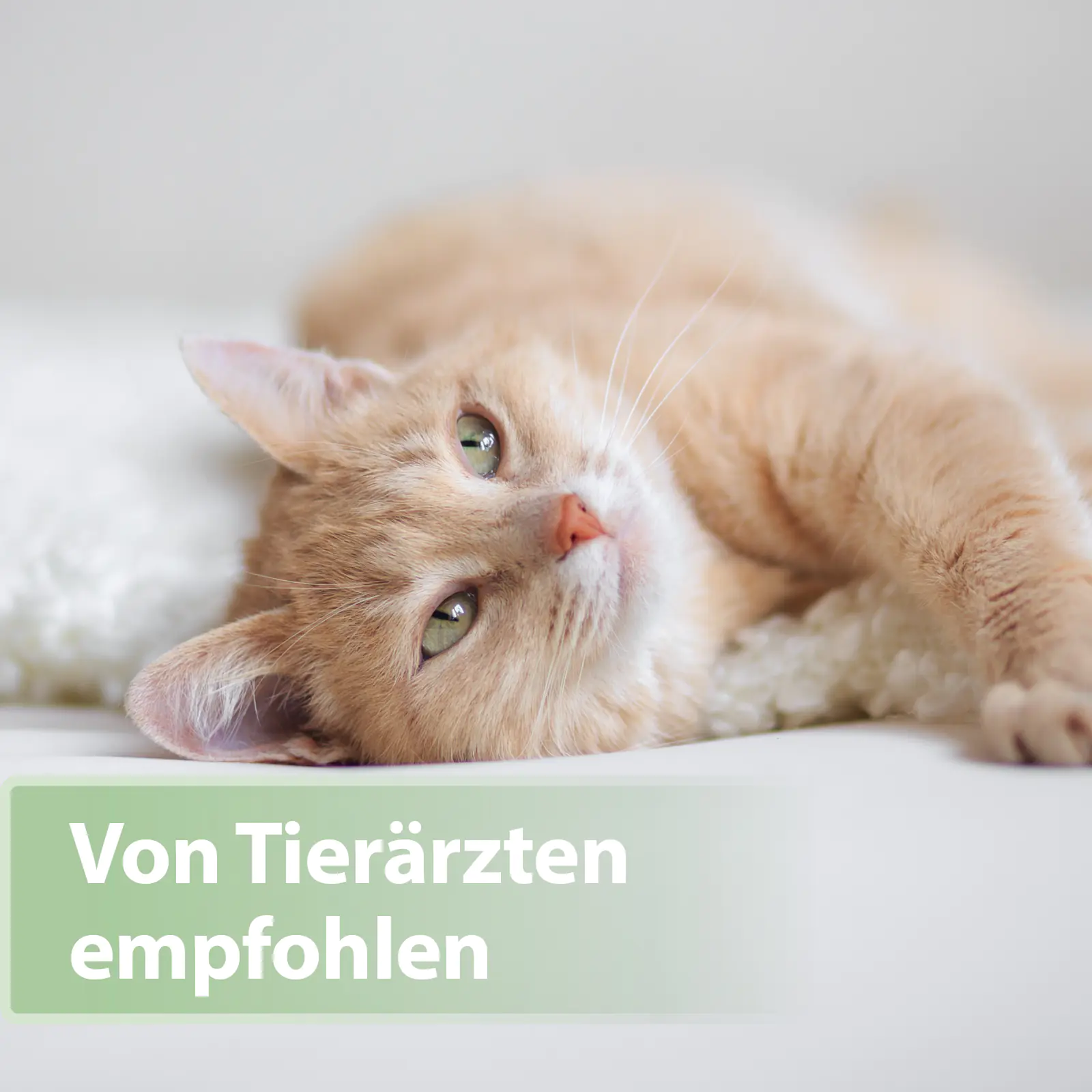 Felisept Zahnpflege Pads für Katzen 50 Stück