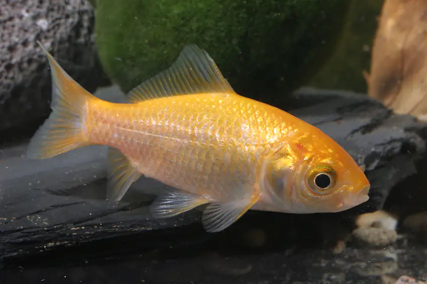 Teichfisch Goldfisch 15 -18 cm Carassius auratus