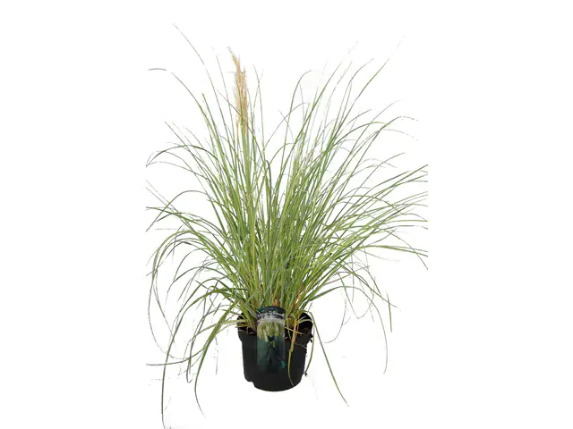 Pampasgras Pumilia 5 l Container