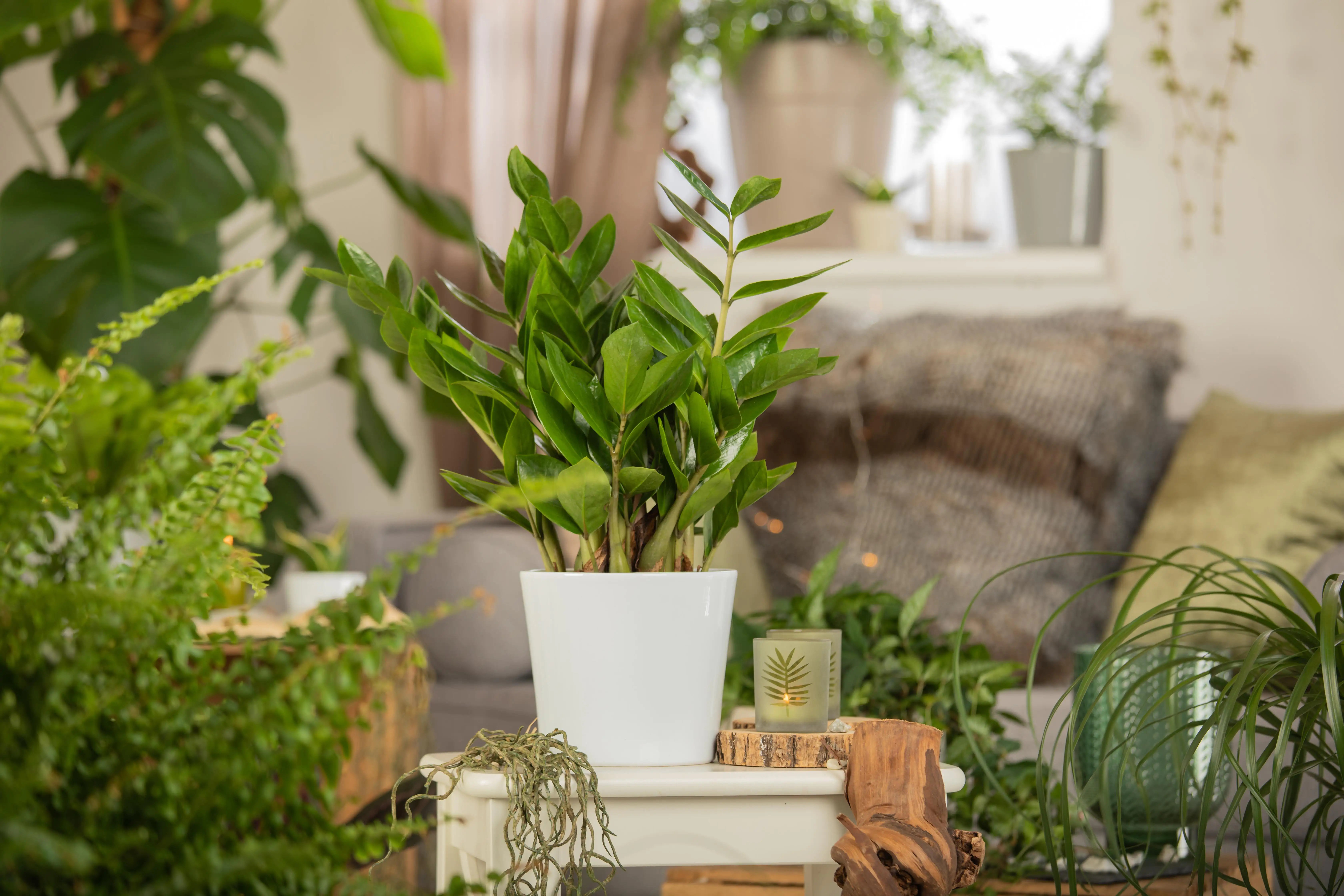 Zamioculcas Zamifolia Glücksfeder 80 cm 21 cm Topf