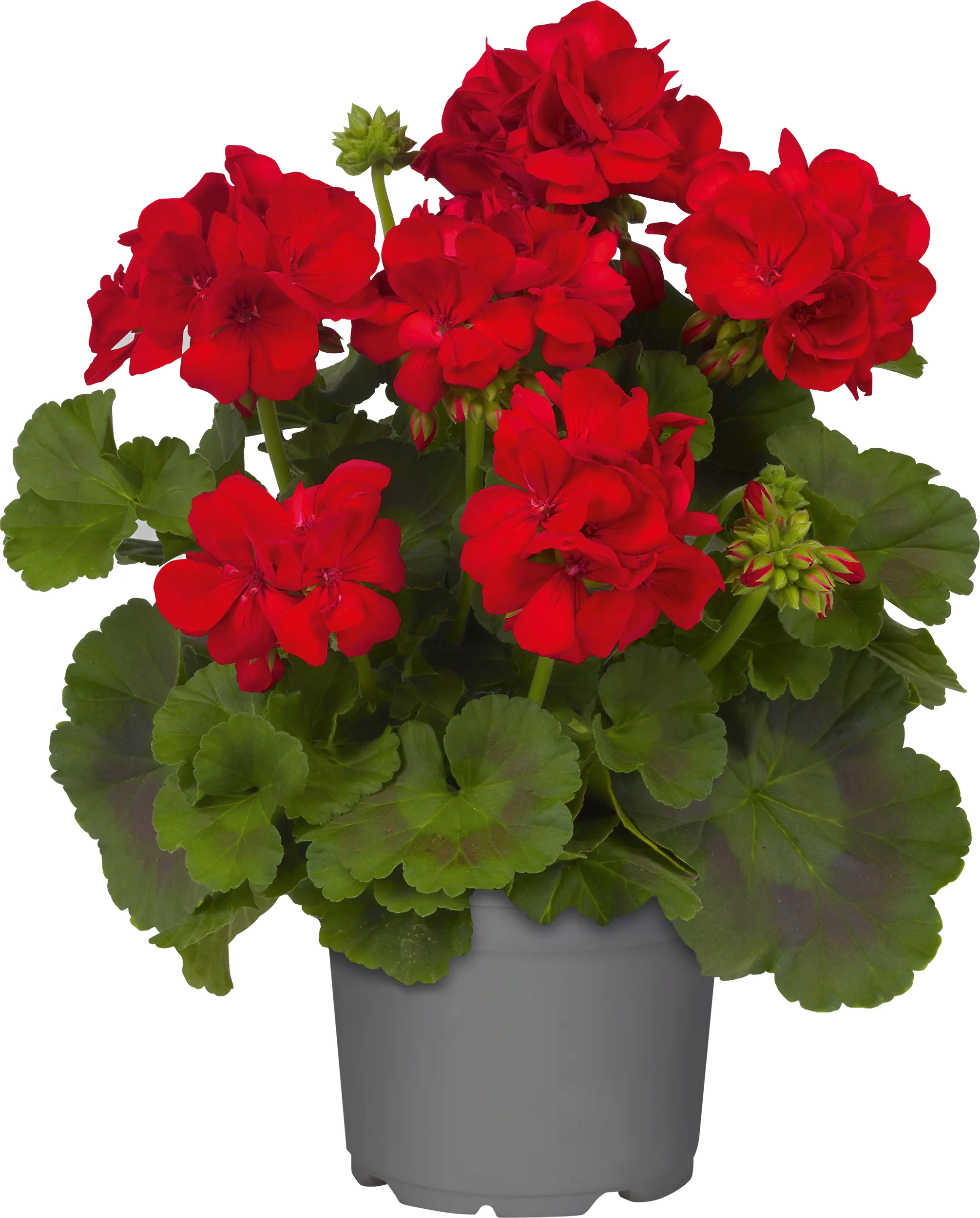 Geranie stehend Geranium zonale H ca 25 cm 1 L Container