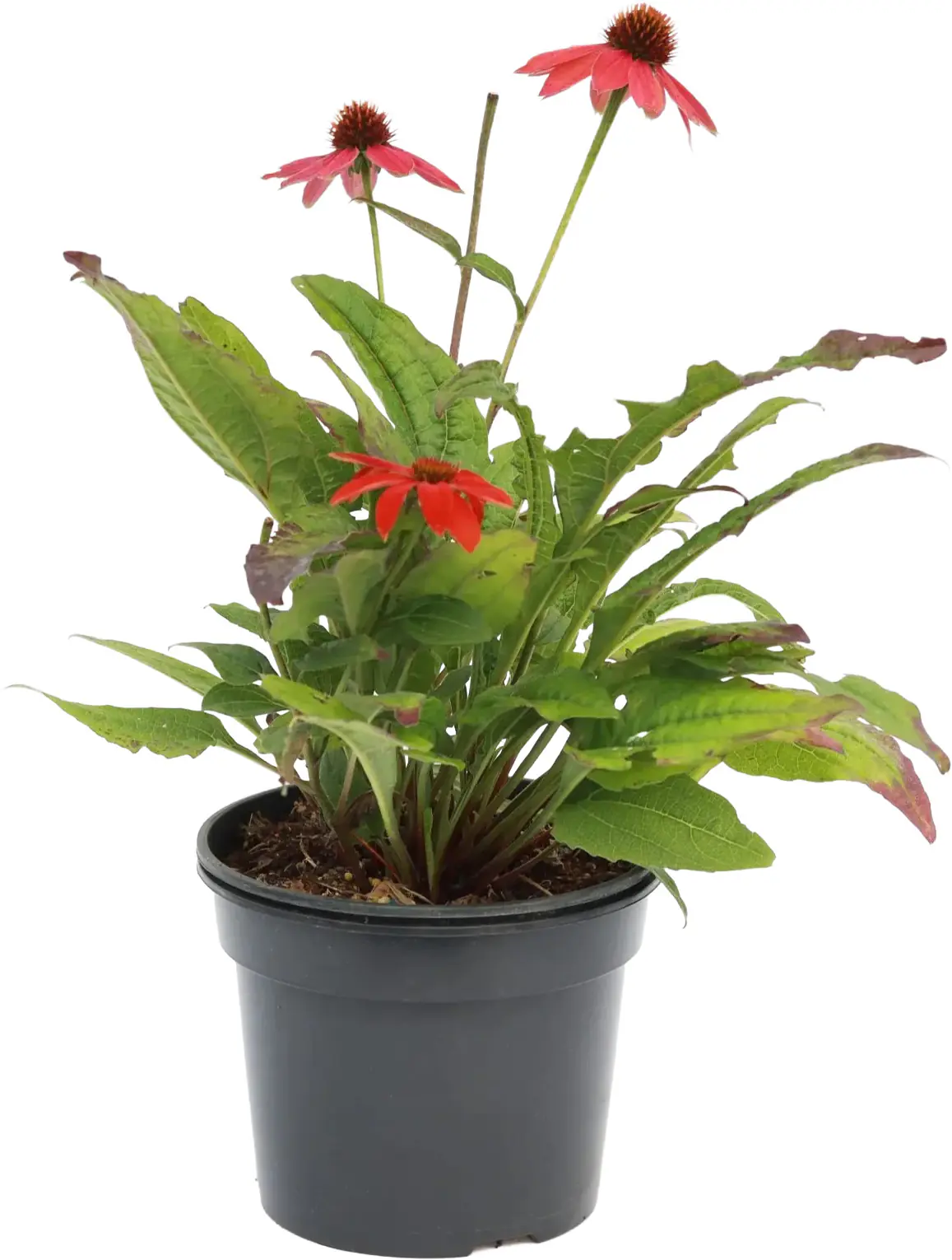 Echinacea hybride Lakota Purpur-Sonnenhut 13 cm Topf rot