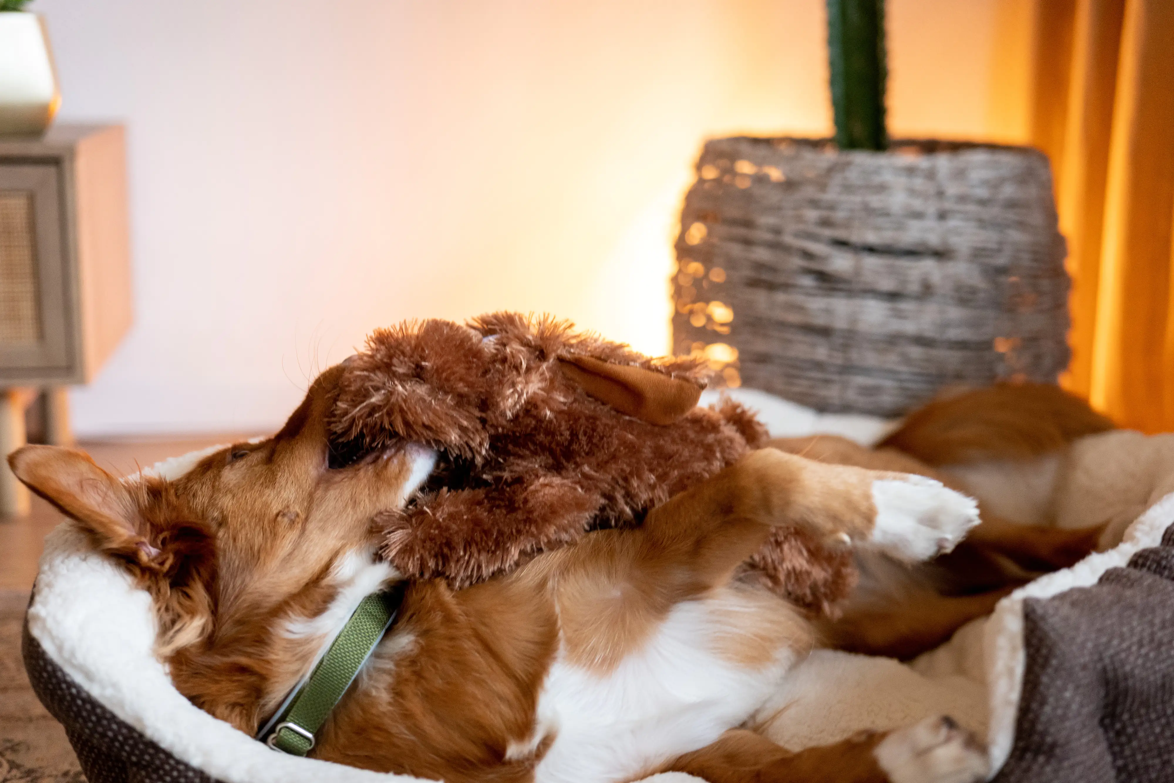 Nobby Hunde Kuscheltier Hund Schlappi 39 cm