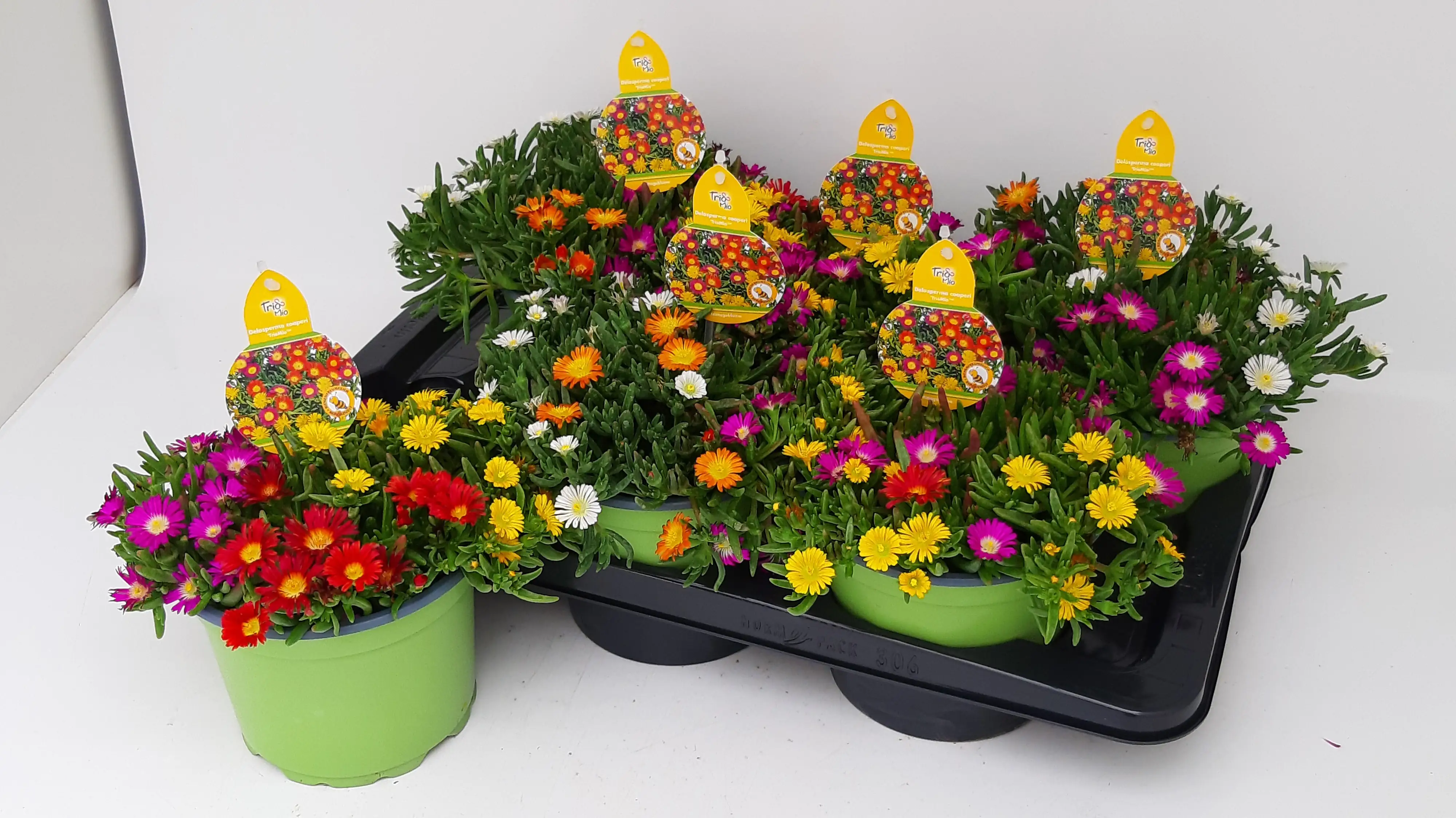 Rote Mittagsblume Delosperma cooperi Trio Mio 17 cm Topf