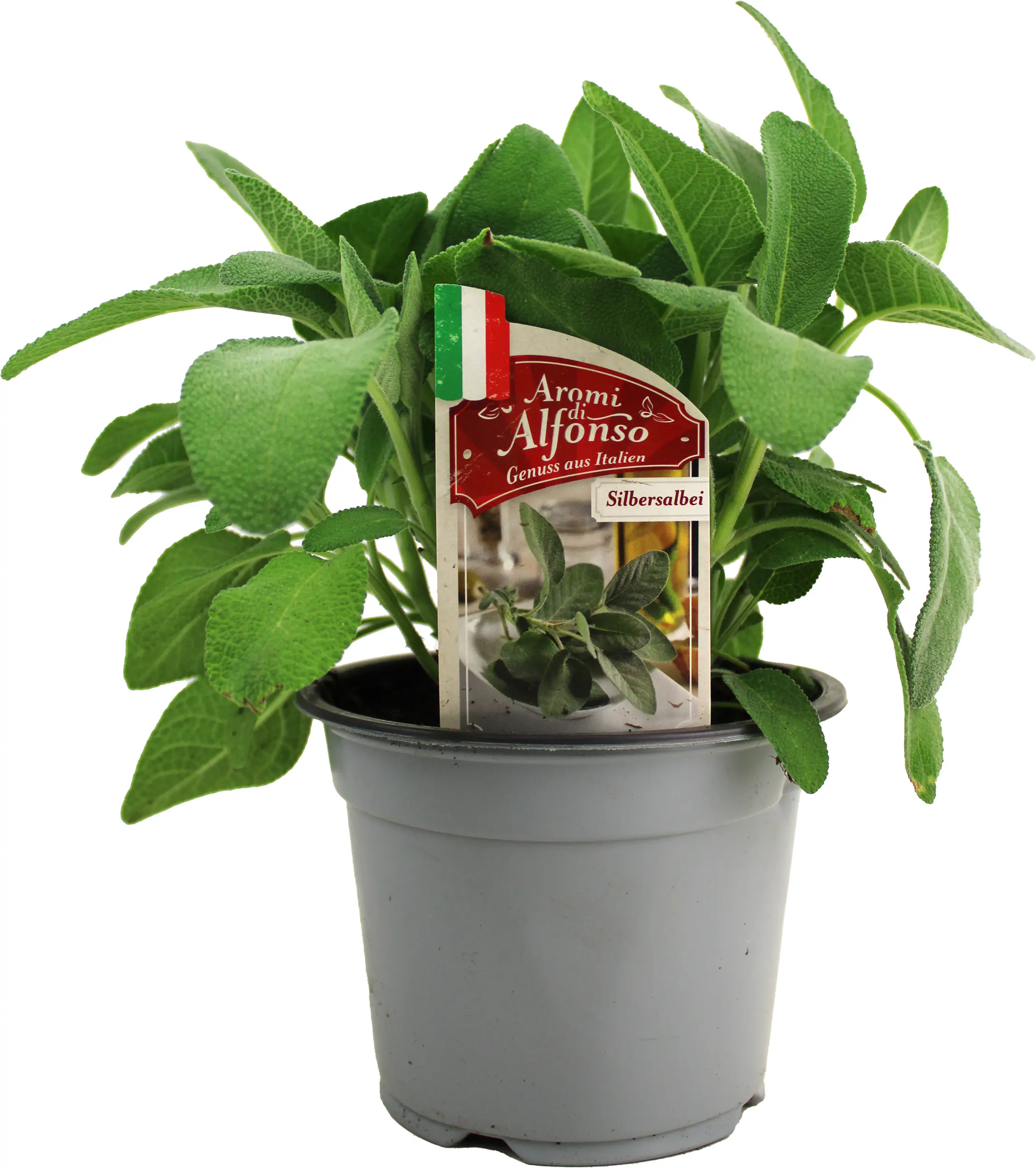 Silbersalbei Salvia argentea 14 cm Topf