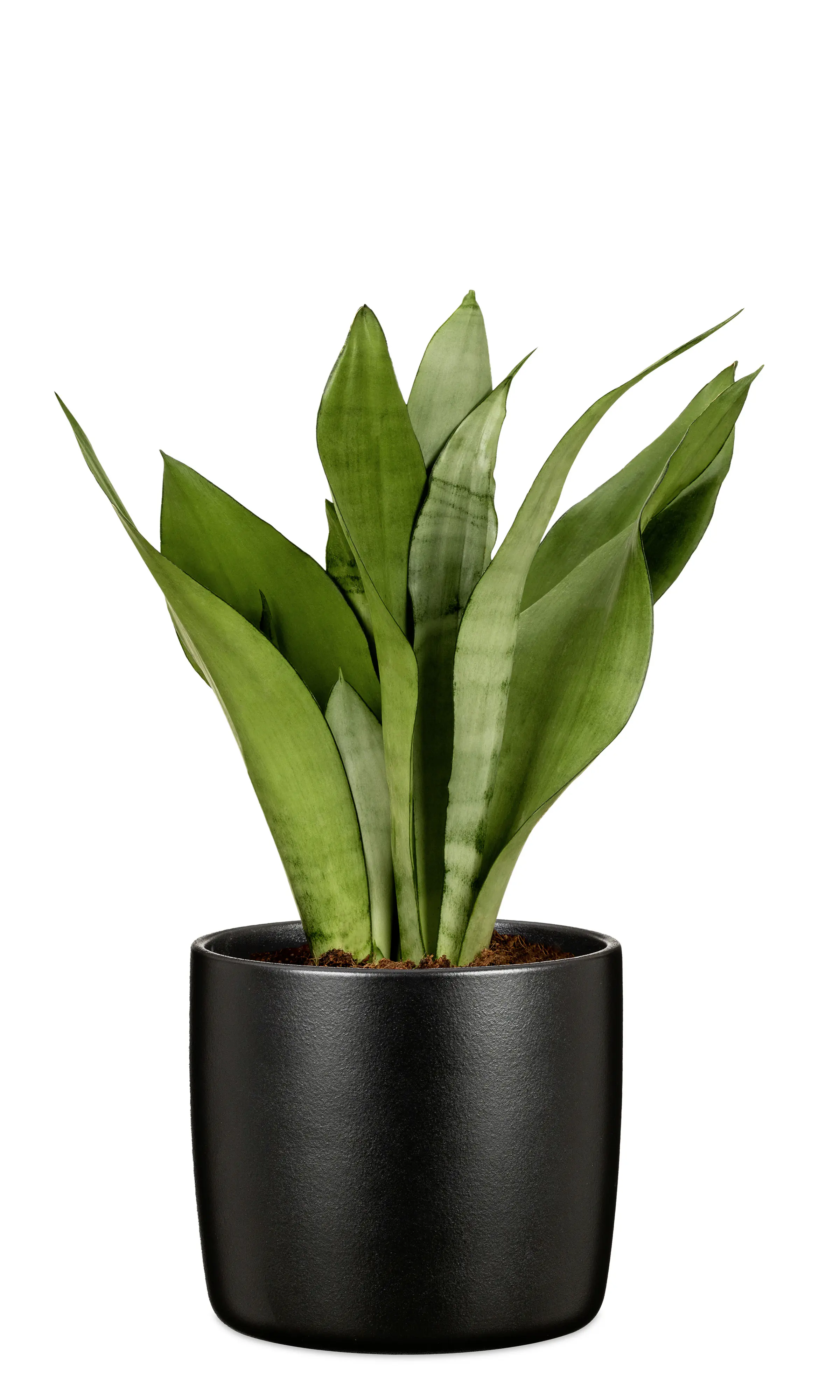 Scheurich Übertopf Solid Ø 28 x 25,3 cm ebano schwarz