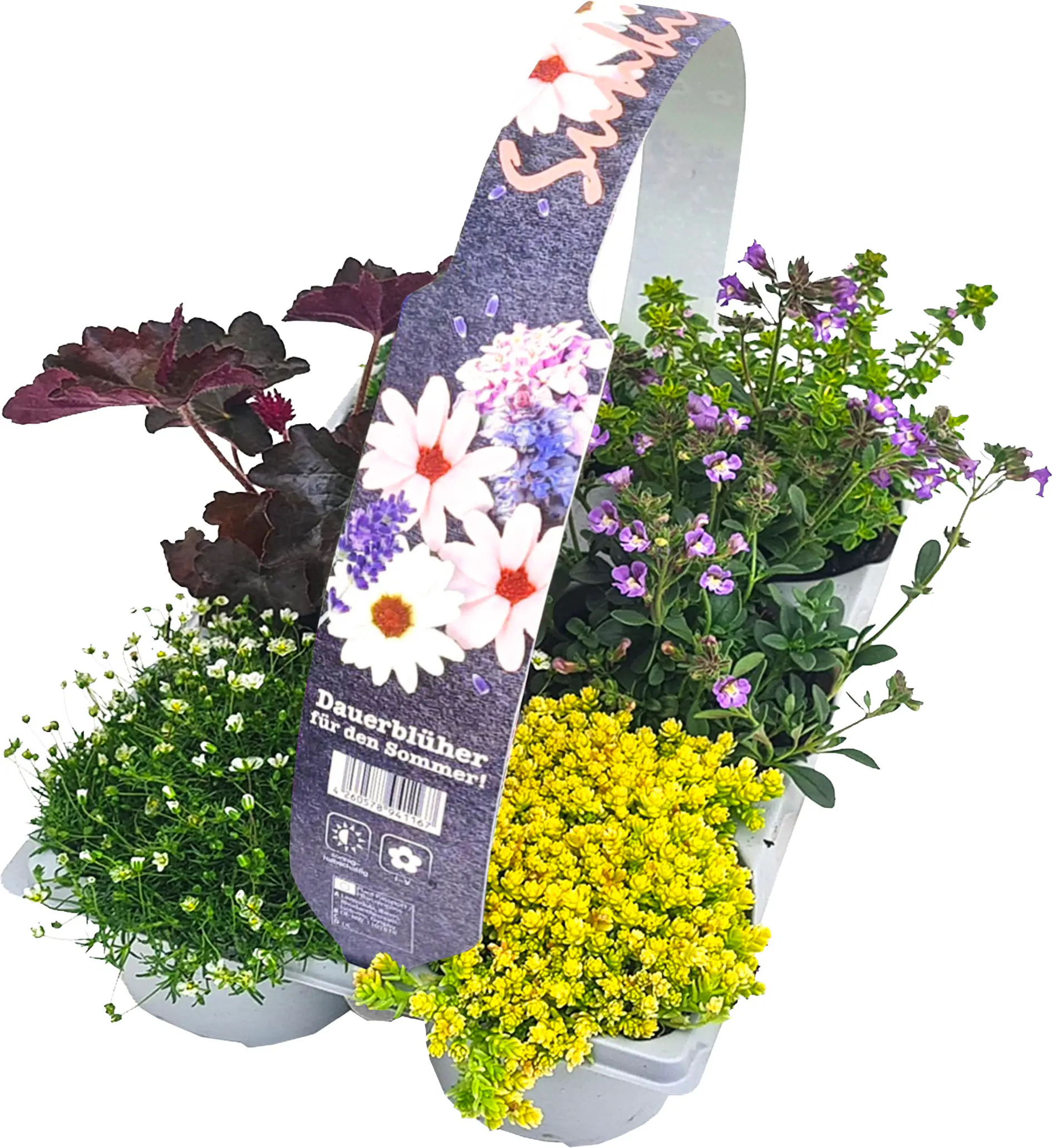 RockCollection Bodendecker, 6er Pack