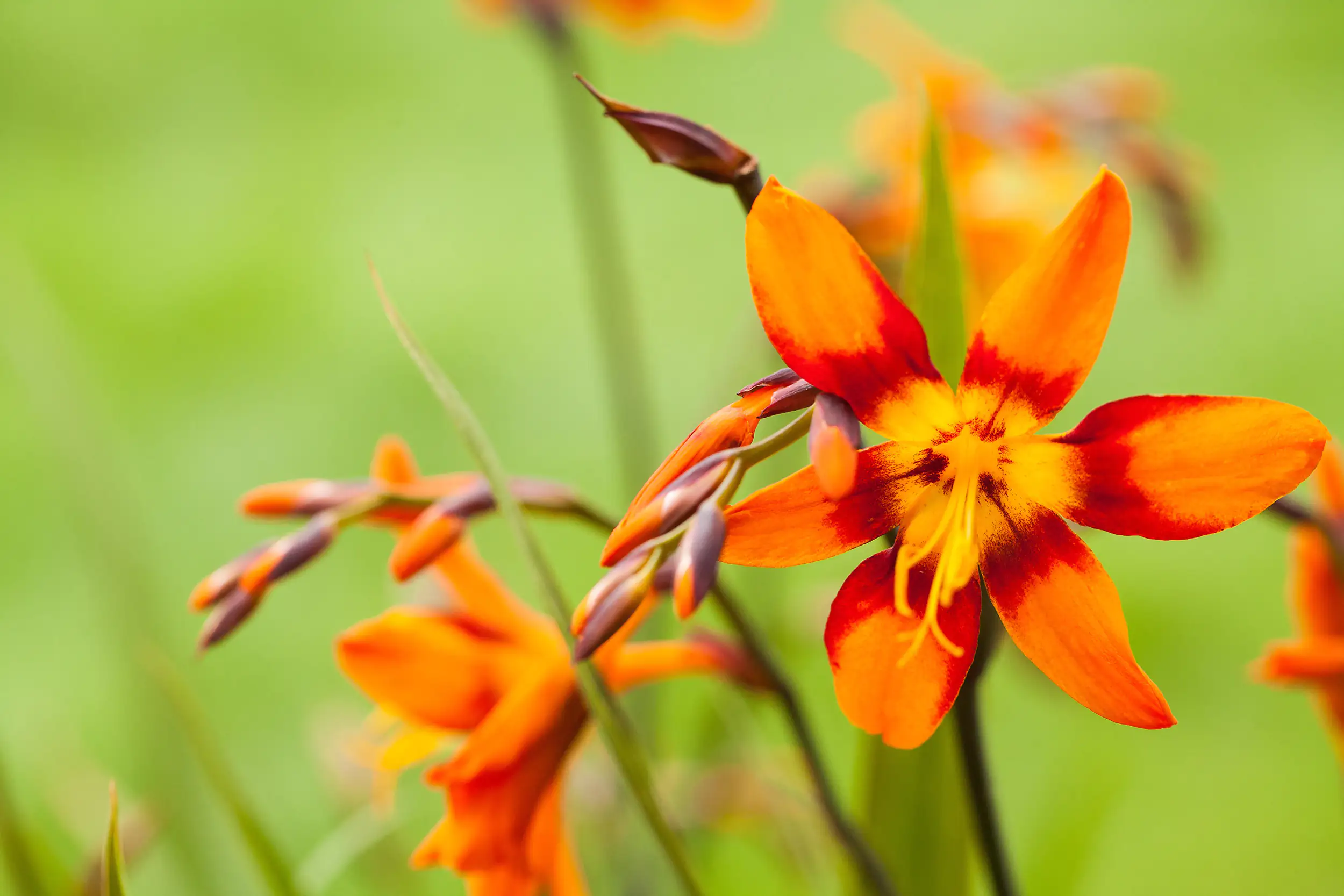 Mondbretia Crocosmia H ca 40 cm 23 cm Topf 