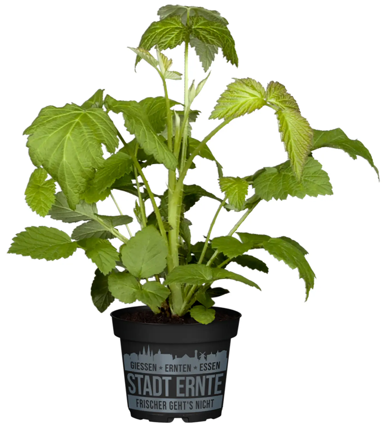Stadt Ernte Bio Himbeere Goodasgold 2 L Container