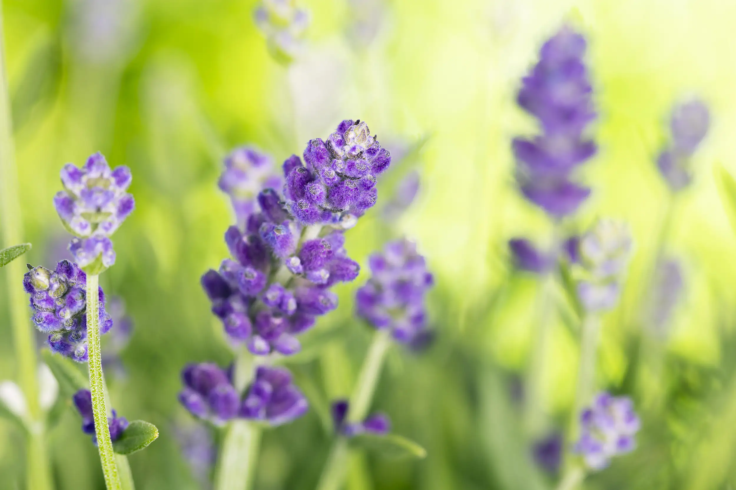 Lavendel Busch Lavandula H 25 cm 14 cm Topf
