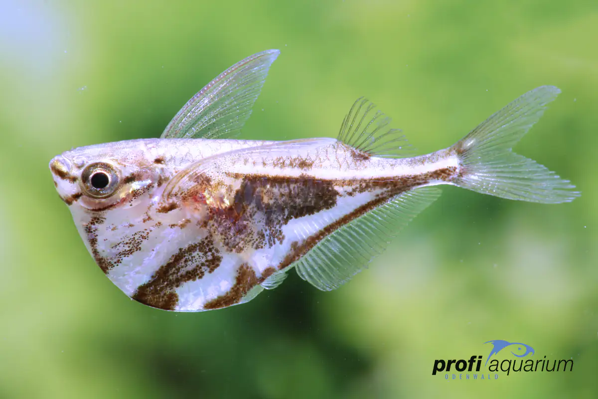 Aquariumfisch Beilbauch marmor Carnegiella strigata