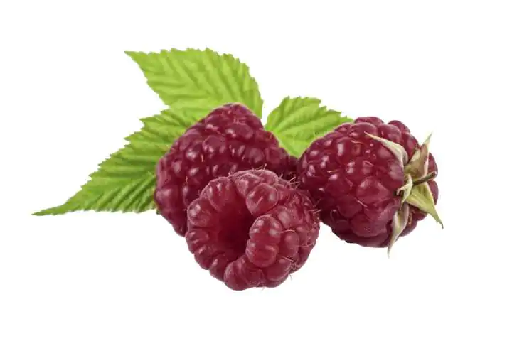 Bio Beerenobst Himbeere Rubus idaeus 3 Liter Topf