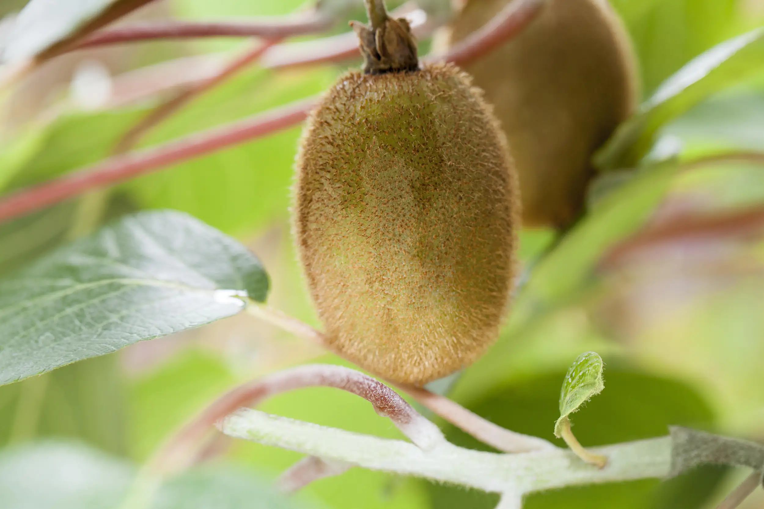 Kiwipflanze Actinidia H ca 80 cm 20 cm Topf
