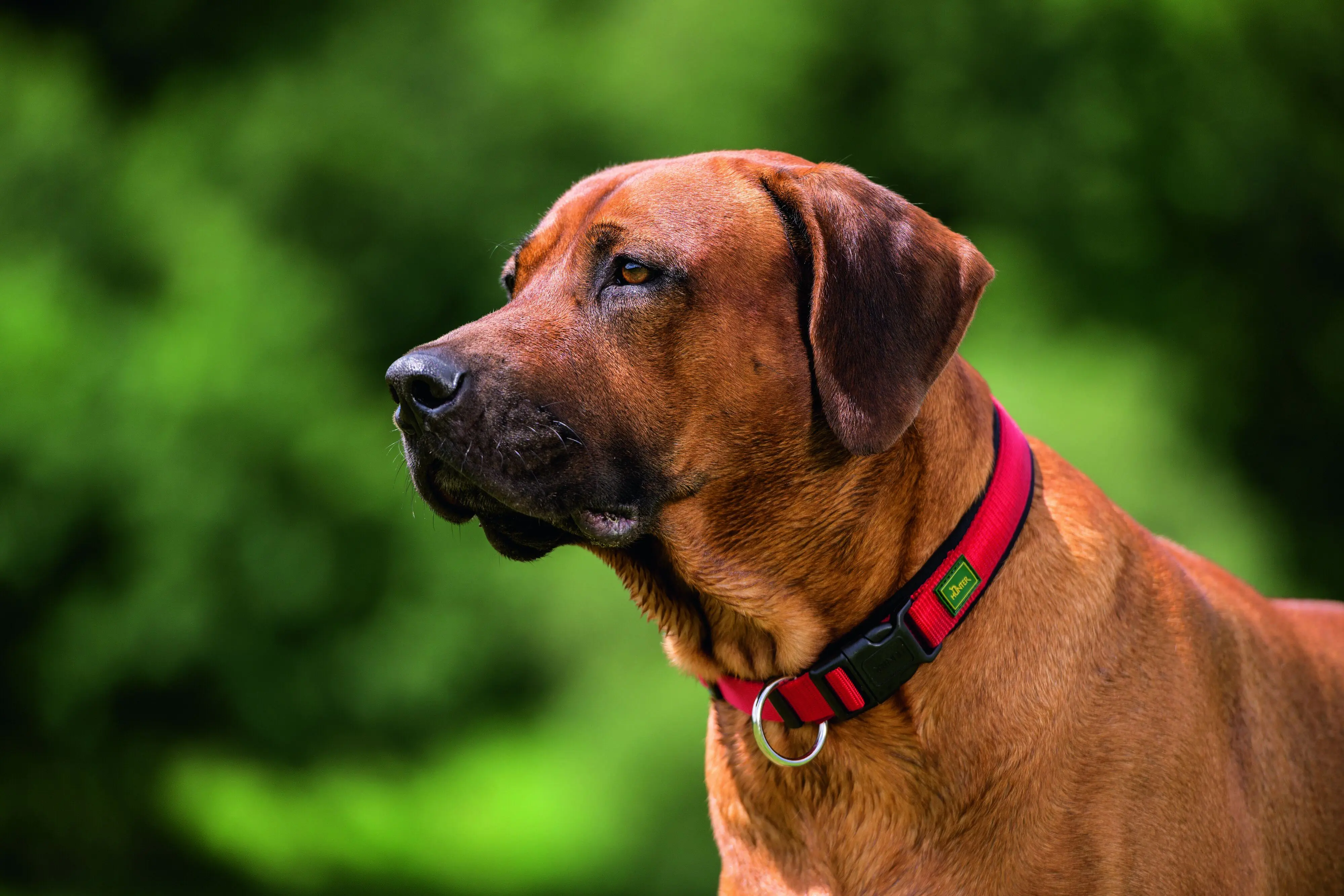 Hunter Hundehalsband Neopren Vario Plus M rot/schwarz