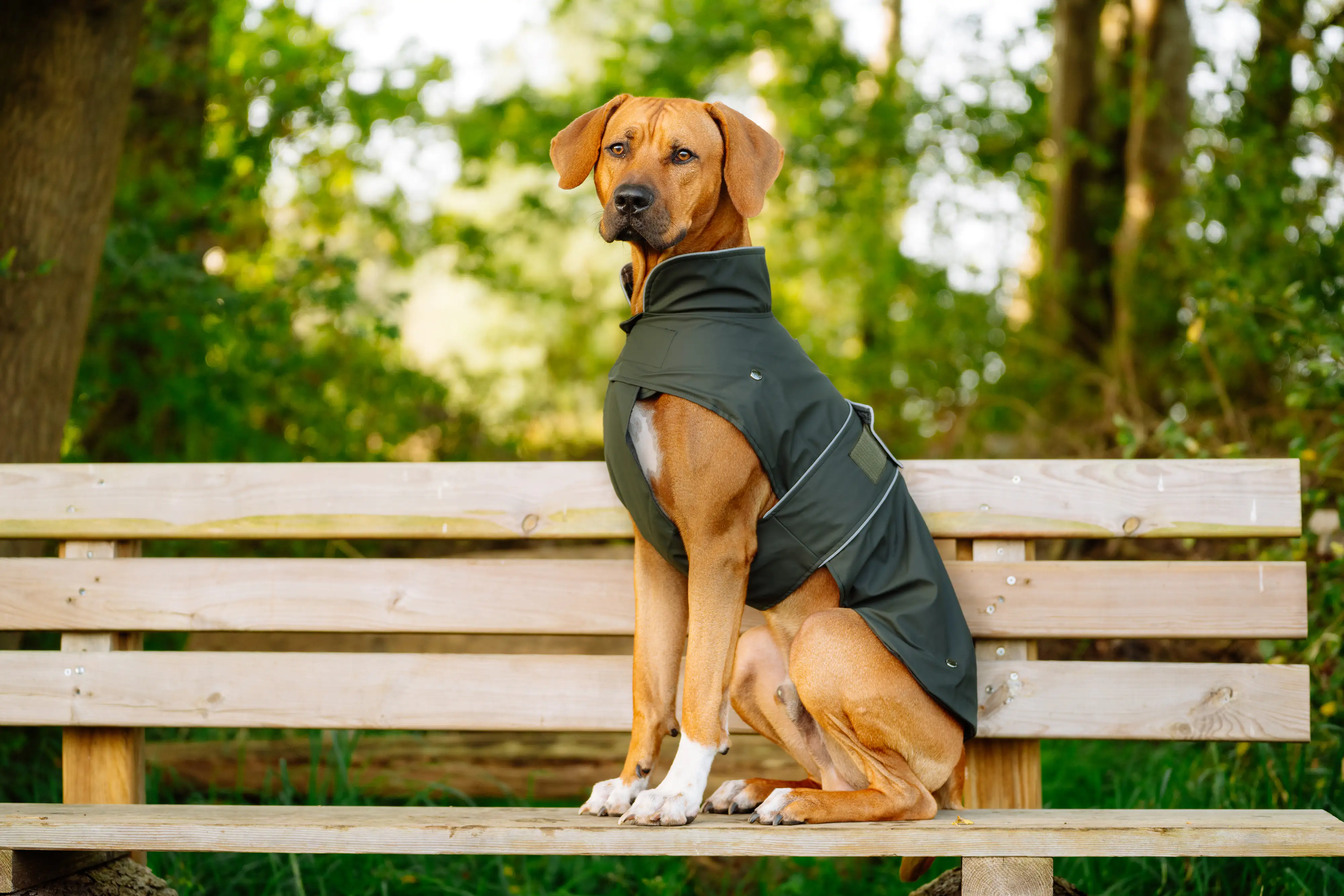 Nobby Hundemantel Sela dunkelgrün