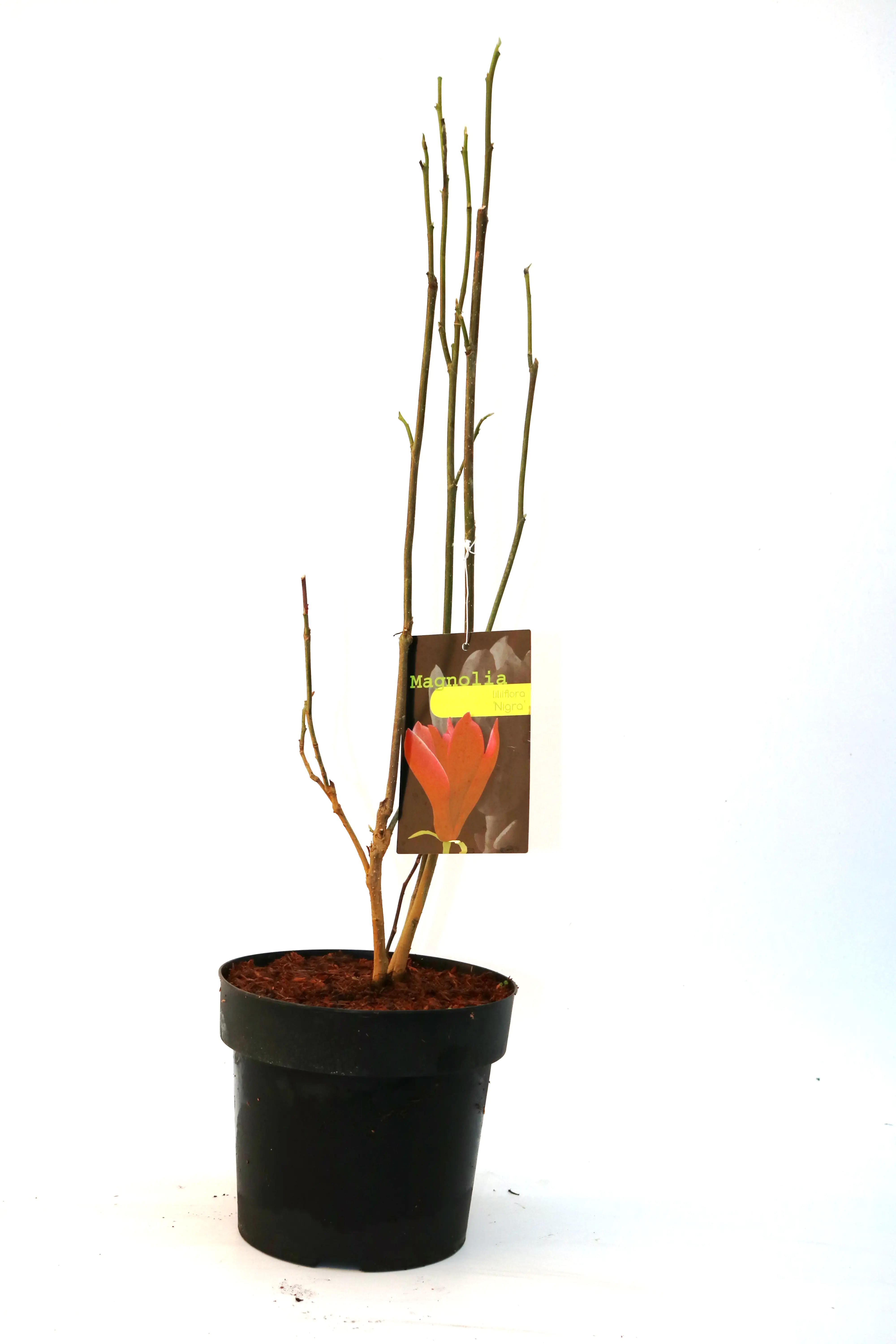 Purpurmagnolie 5 l Container