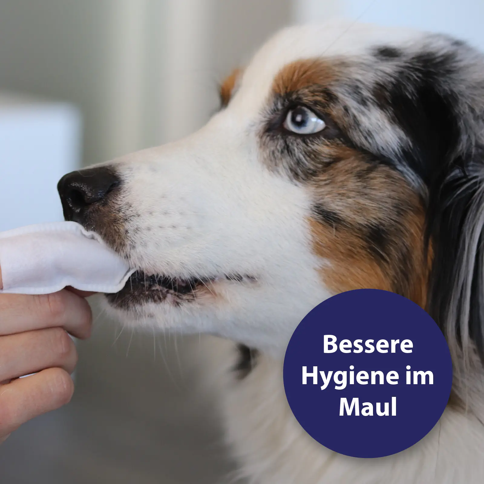 Canosept Zahnpflege-Pads für Hunde 50 Stück