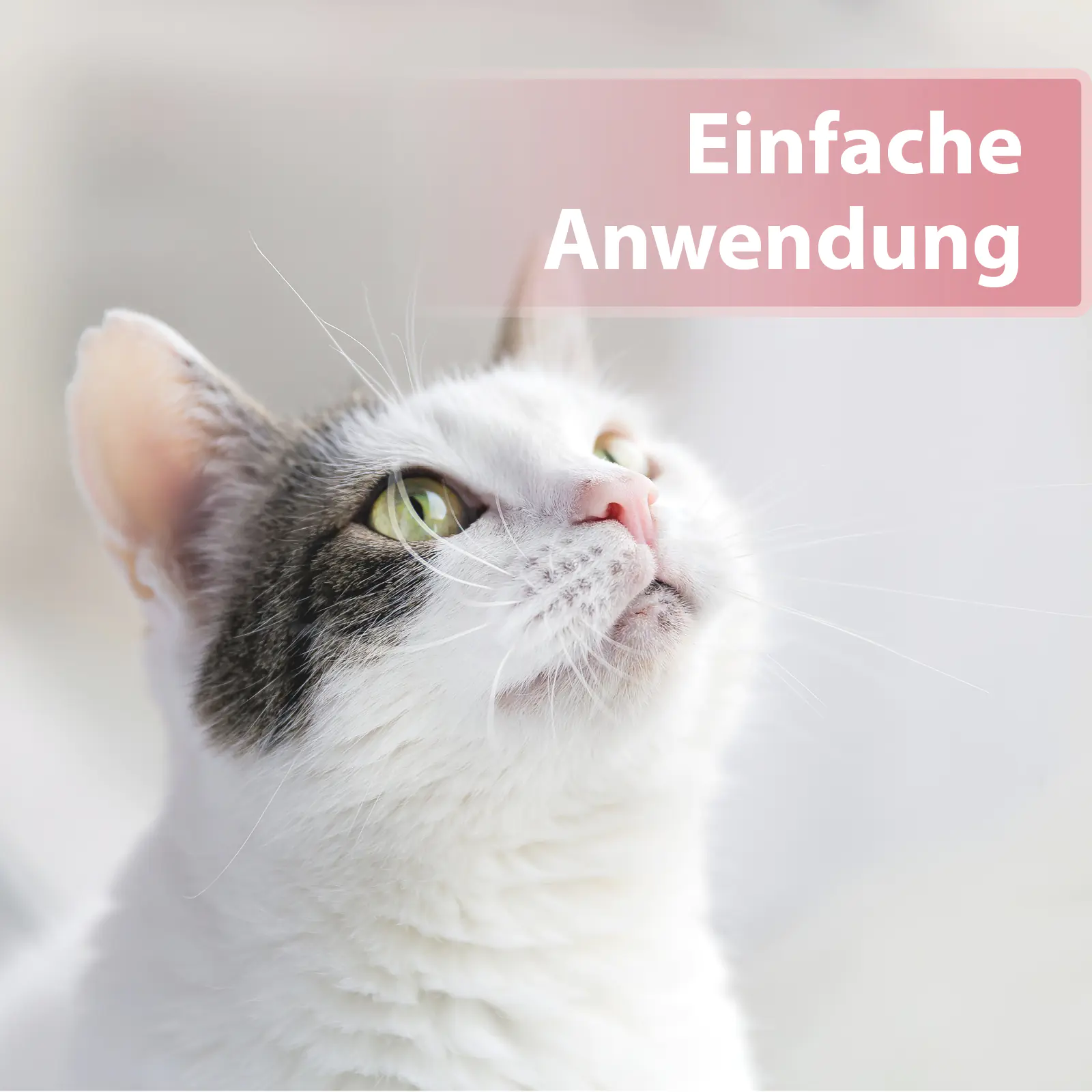 Felisept Augenpflege Pads für Katzen 100 Stück