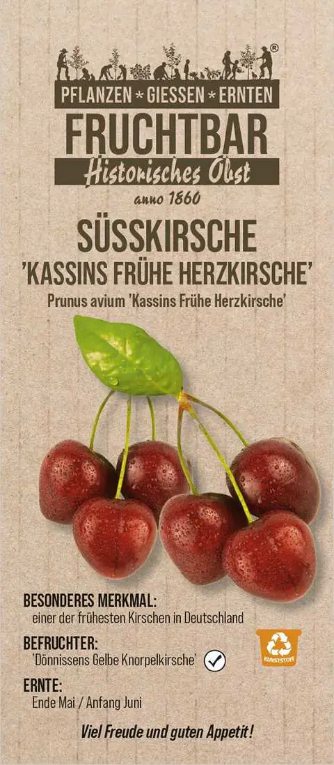 Historische Bio Obstbäume  Süßkirsche Frühe Herzkirsche H 150 cm 29 cm Topf