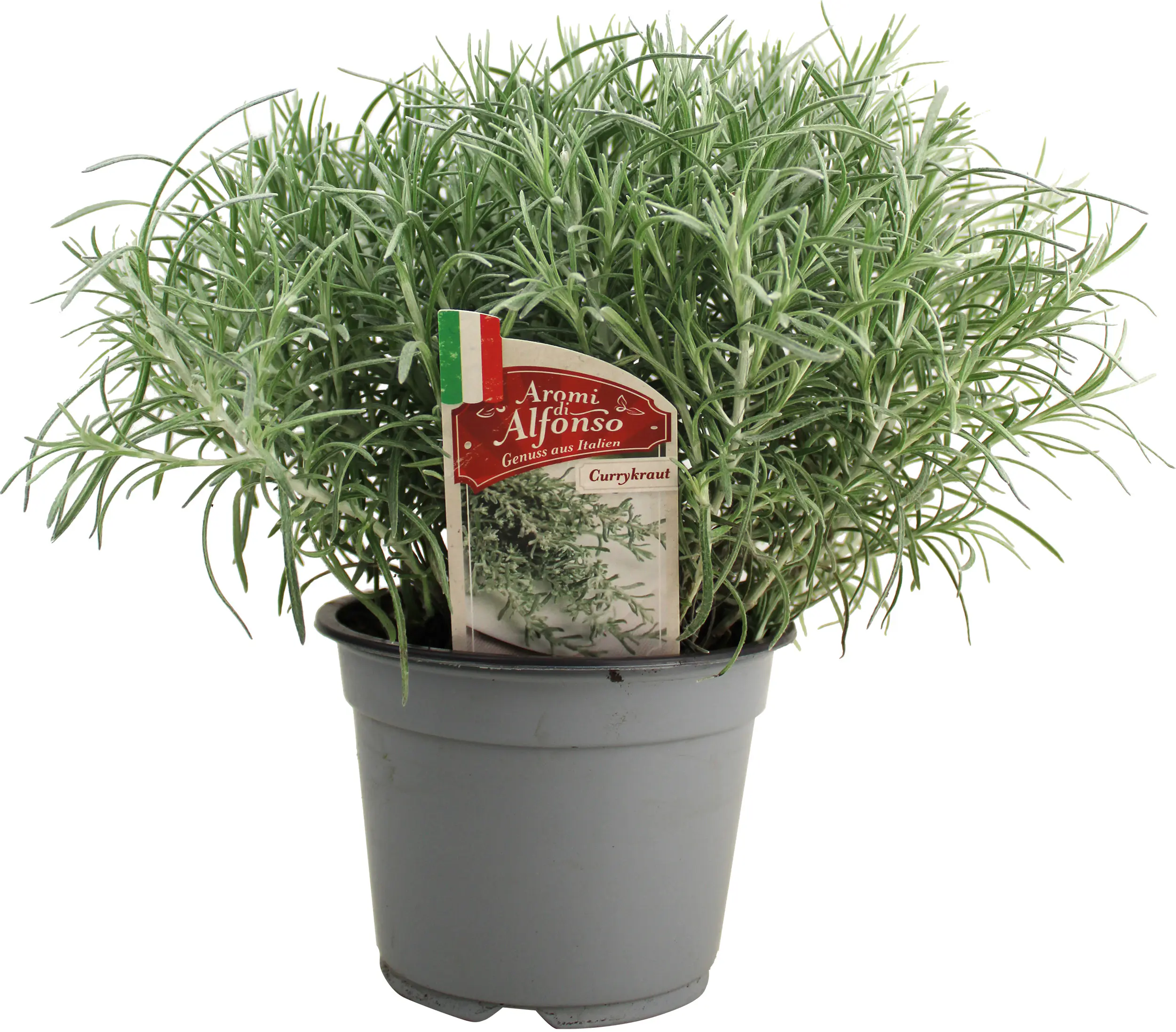 Currykraut Helichrysum italicum 14 cm Topf