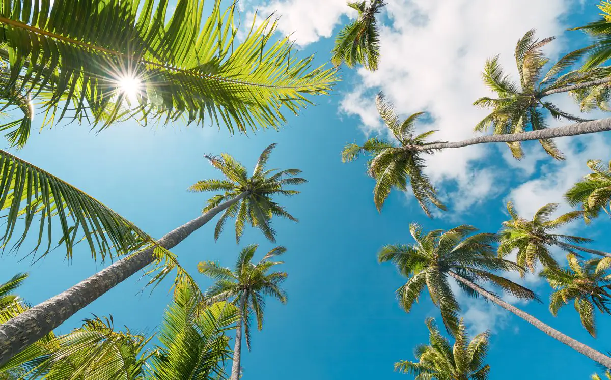 Komar Vlies Fototapete Coconut Heaven II  450 x 280 cm 