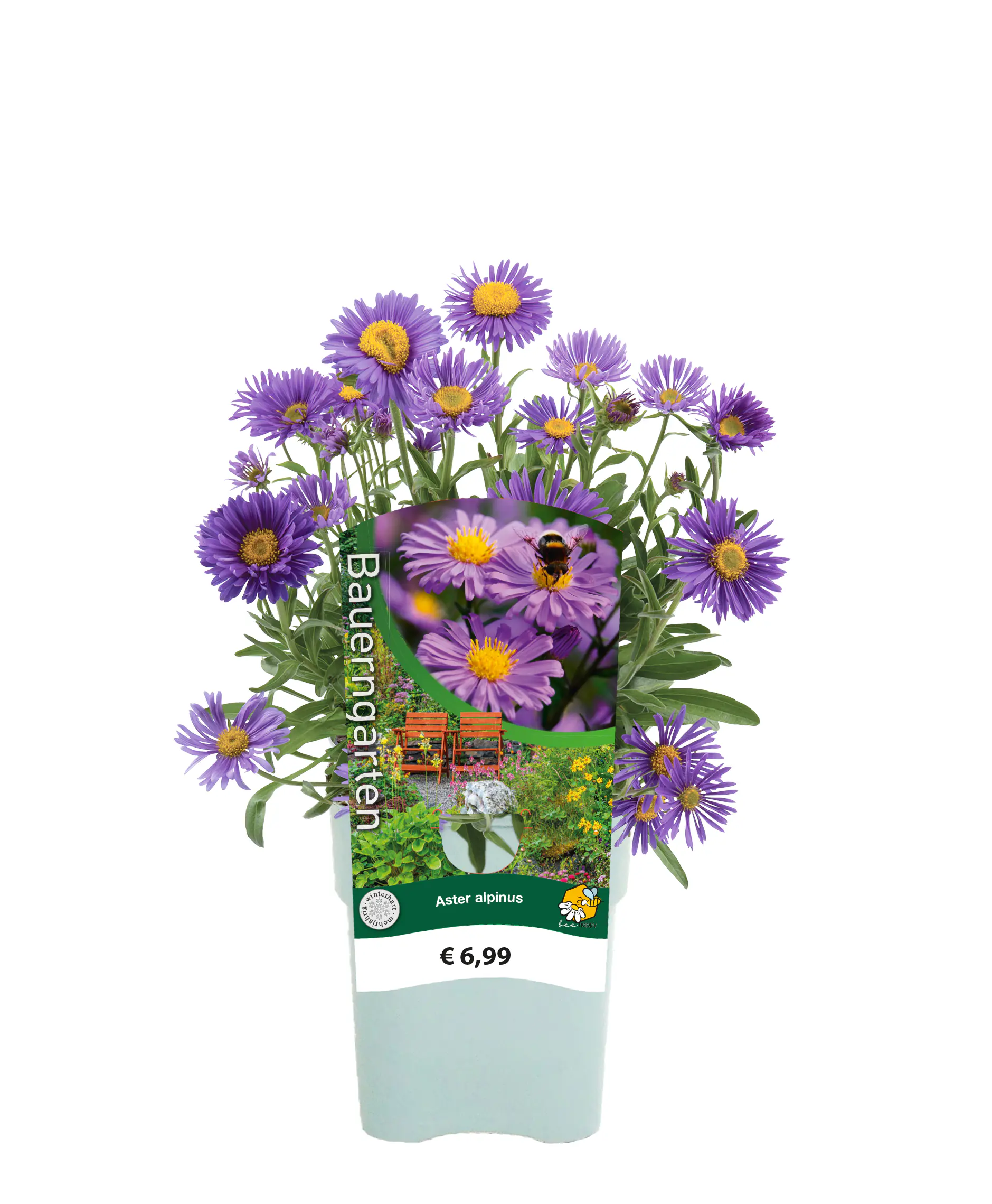 Stauden-Mix "Bauern-Garten" 15 cm Topf