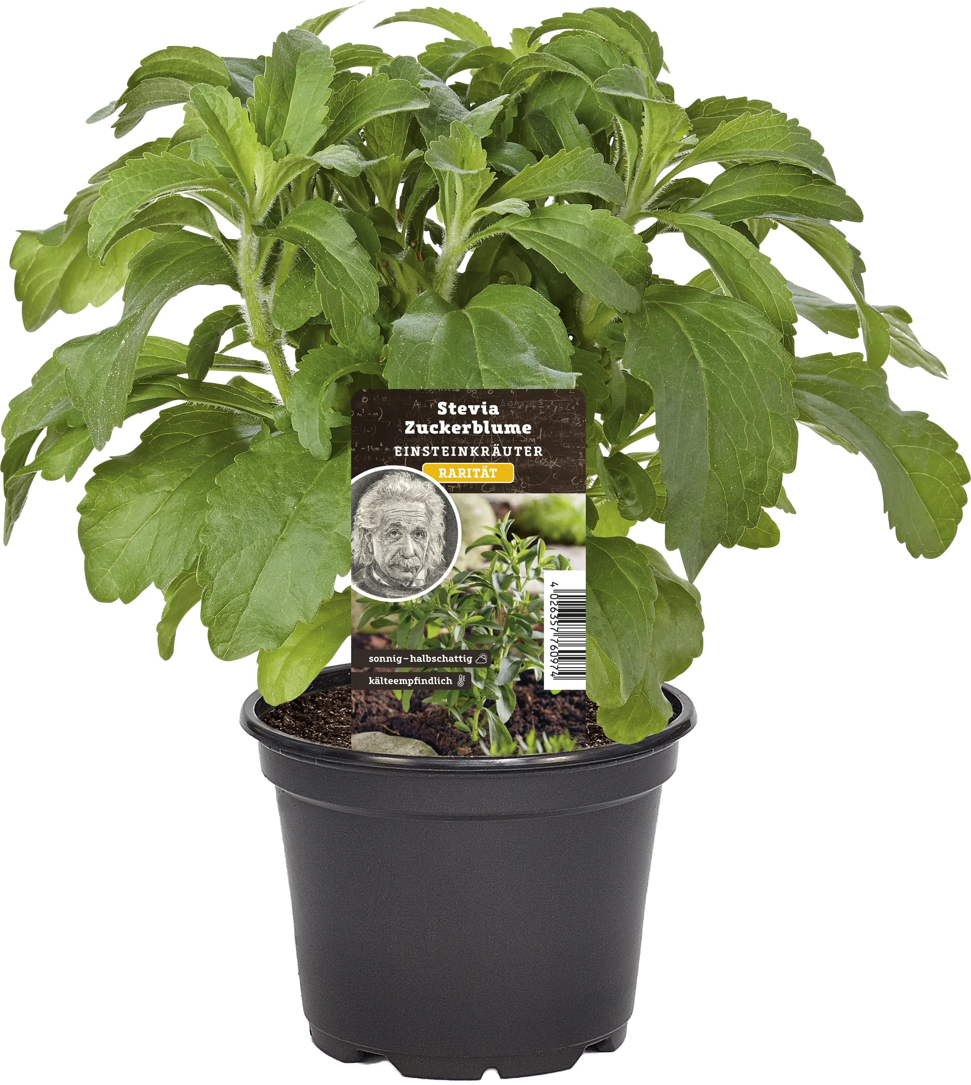 Einsteinkräuter - Stevia 12 cm Topf