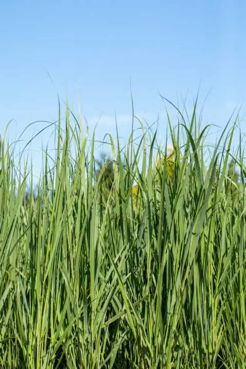 Ruten-Hirse Panicum Nordwind 23 cm Topf