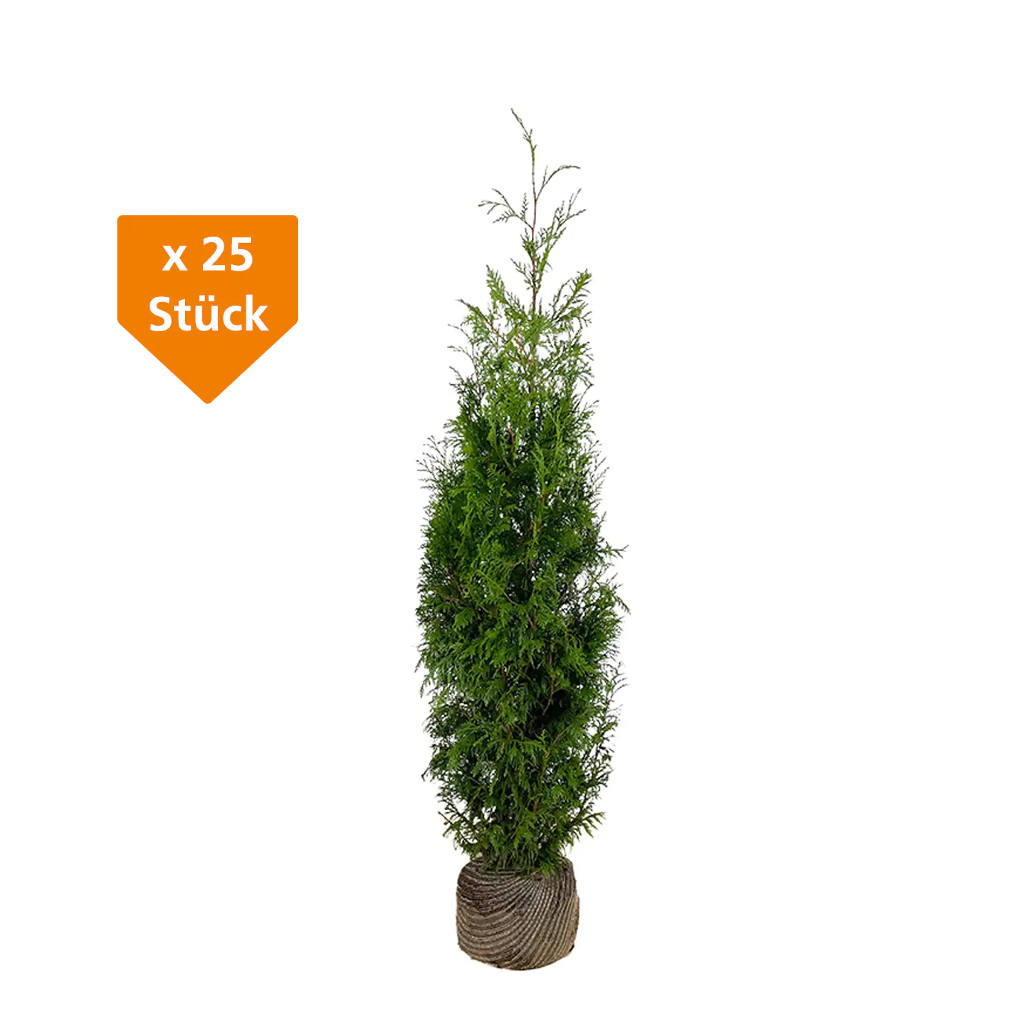 Lebensbaum Thuja plicata Martin H 80 - 100 cm, 25 Stück