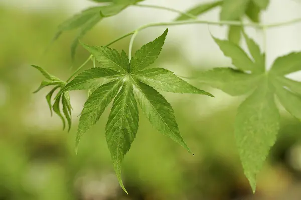 Stadt Ernte Bio Süßblatthimbeere Rubus 2 L Container